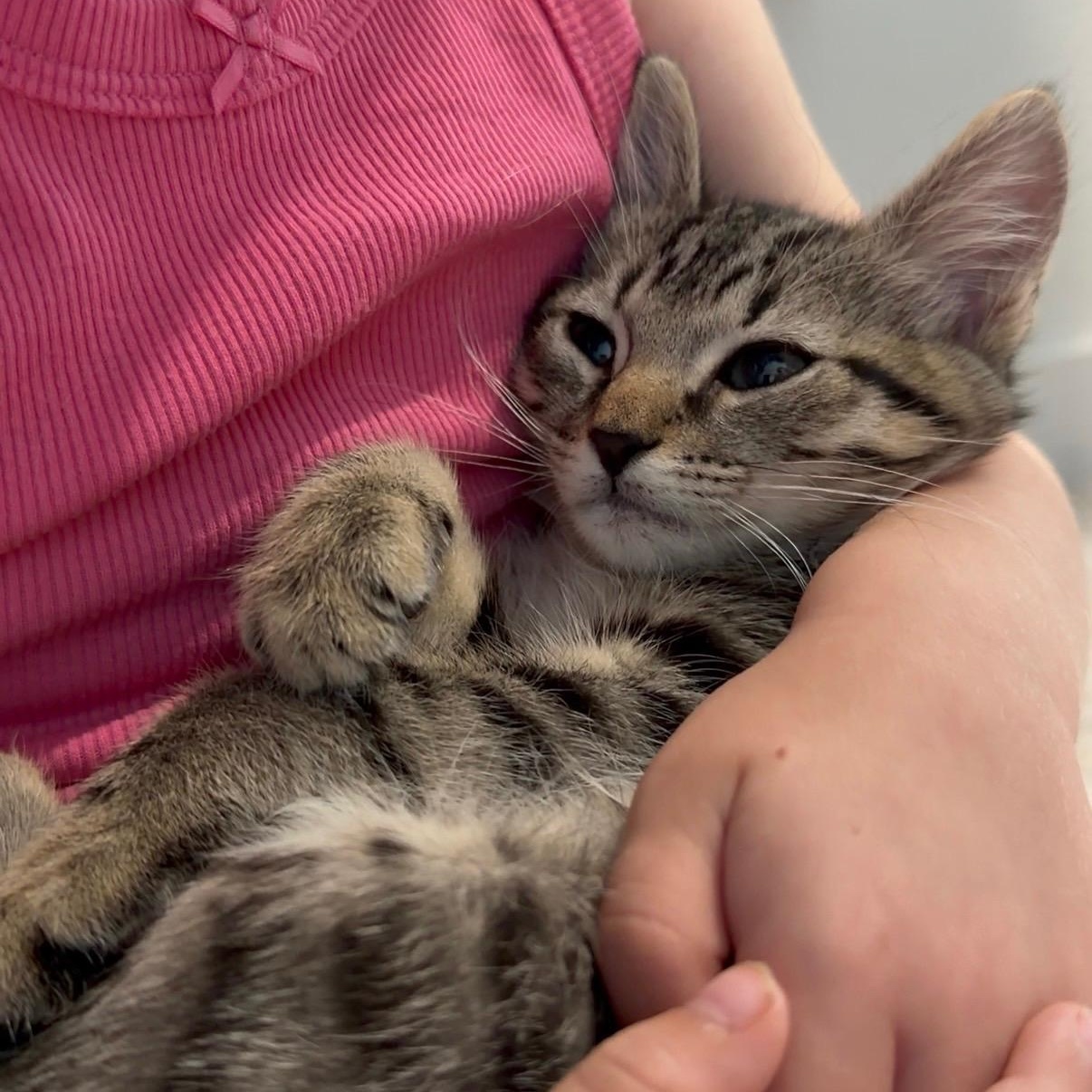 Enlarge Charlie, an adoptable Domestic Short Hair in Allen, TX image 2/3