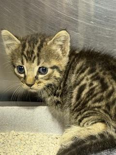 Enlarge Charlie, an adoptable Domestic Short Hair in Allen, TX image 1/3