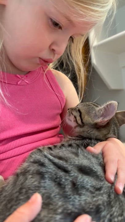 Enlarge Charlie, an adoptable Domestic Short Hair in Allen, TX video 3/3
