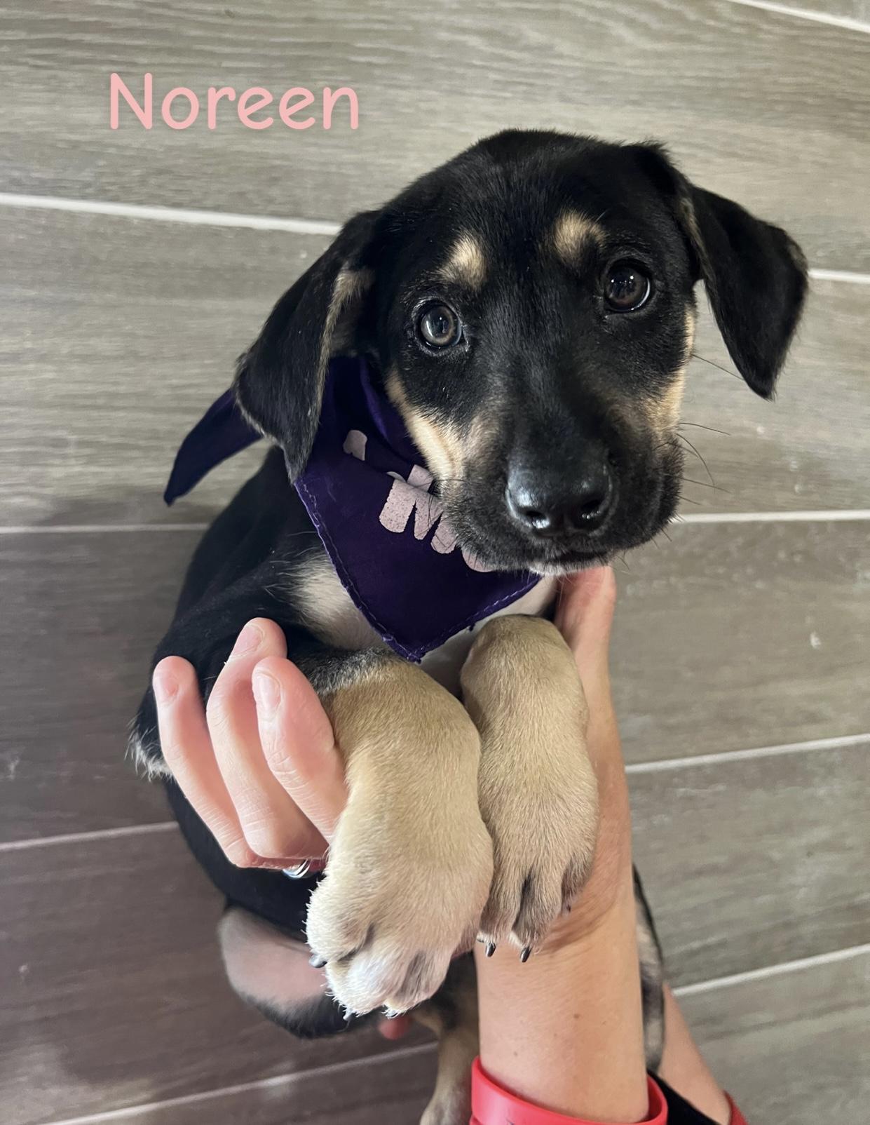 Enlarge Noreen, a ADOPTABLE mixed breed in Hiawatha, KS image 1/4