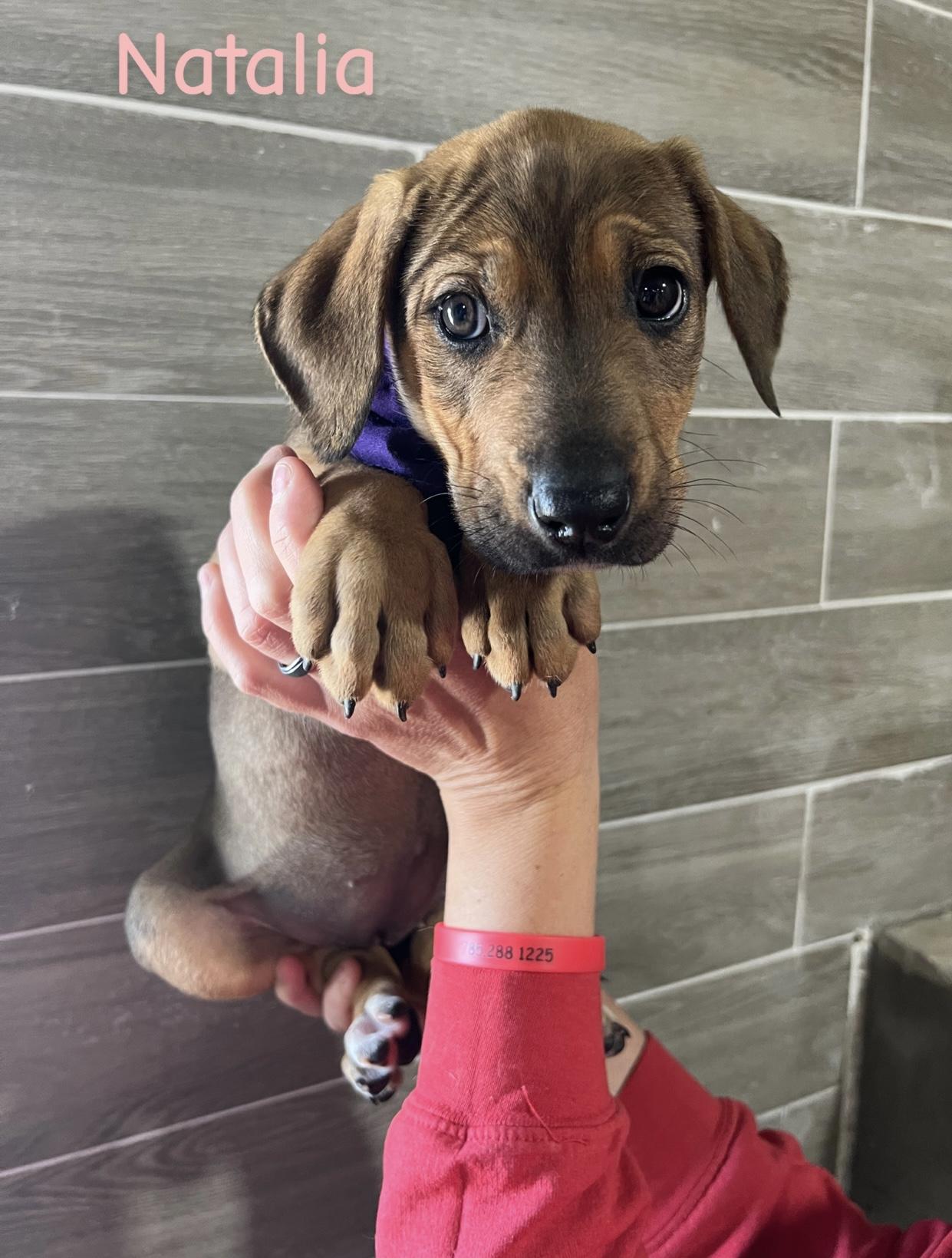 Enlarge Noreen, a ADOPTABLE mixed breed in Hiawatha, KS image 4/4