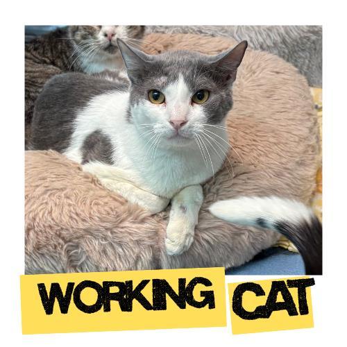 EINSTEIN, Adoptable, Adult Male Domestic Short Hair.