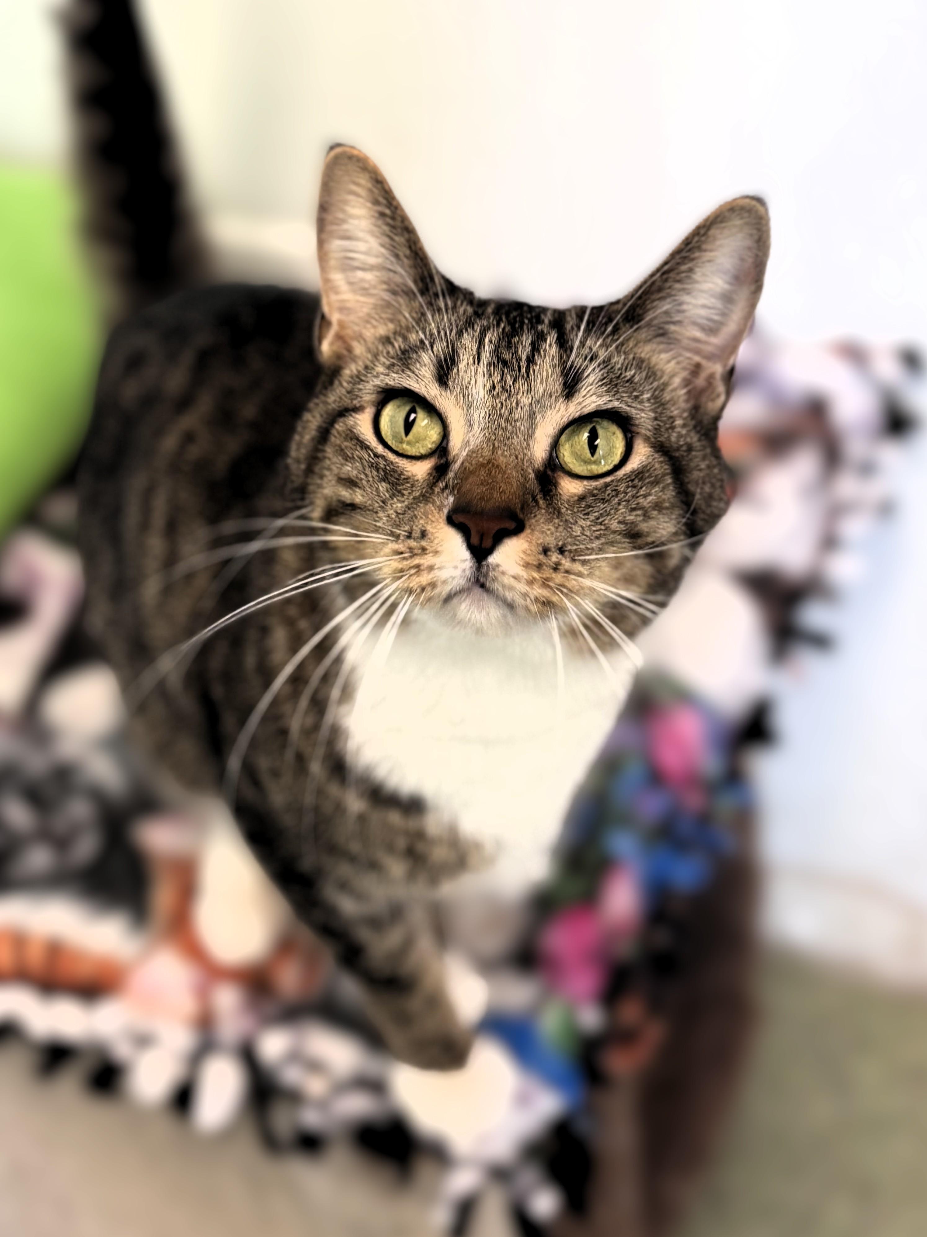 Jupiter, ADOPTABLE, Adult Male Domestic Short Hair.