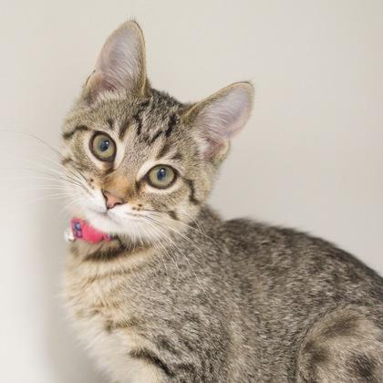 Nyota, Adoptable, Kitten Female Domestic Short Hair & Domestic Short Hair.