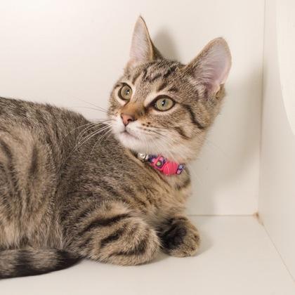 Enlarge Nyota, a Adoptable Domestic Short Hair in Verona, WI image 2/3