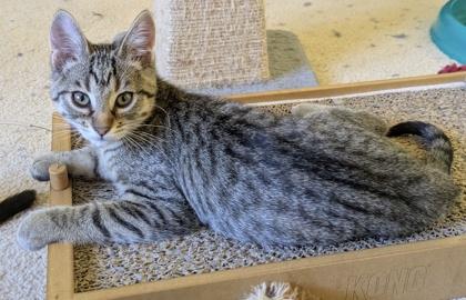 Enlarge Nyota, a Adoptable Domestic Short Hair in Verona, WI image 3/3