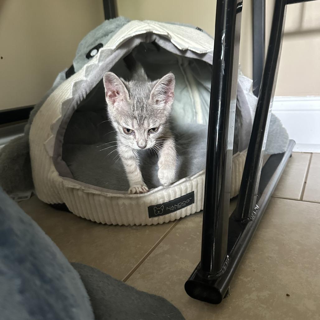 Snickers, a Adoptable Domestic Short Hair in Opelika, AL image 2/2