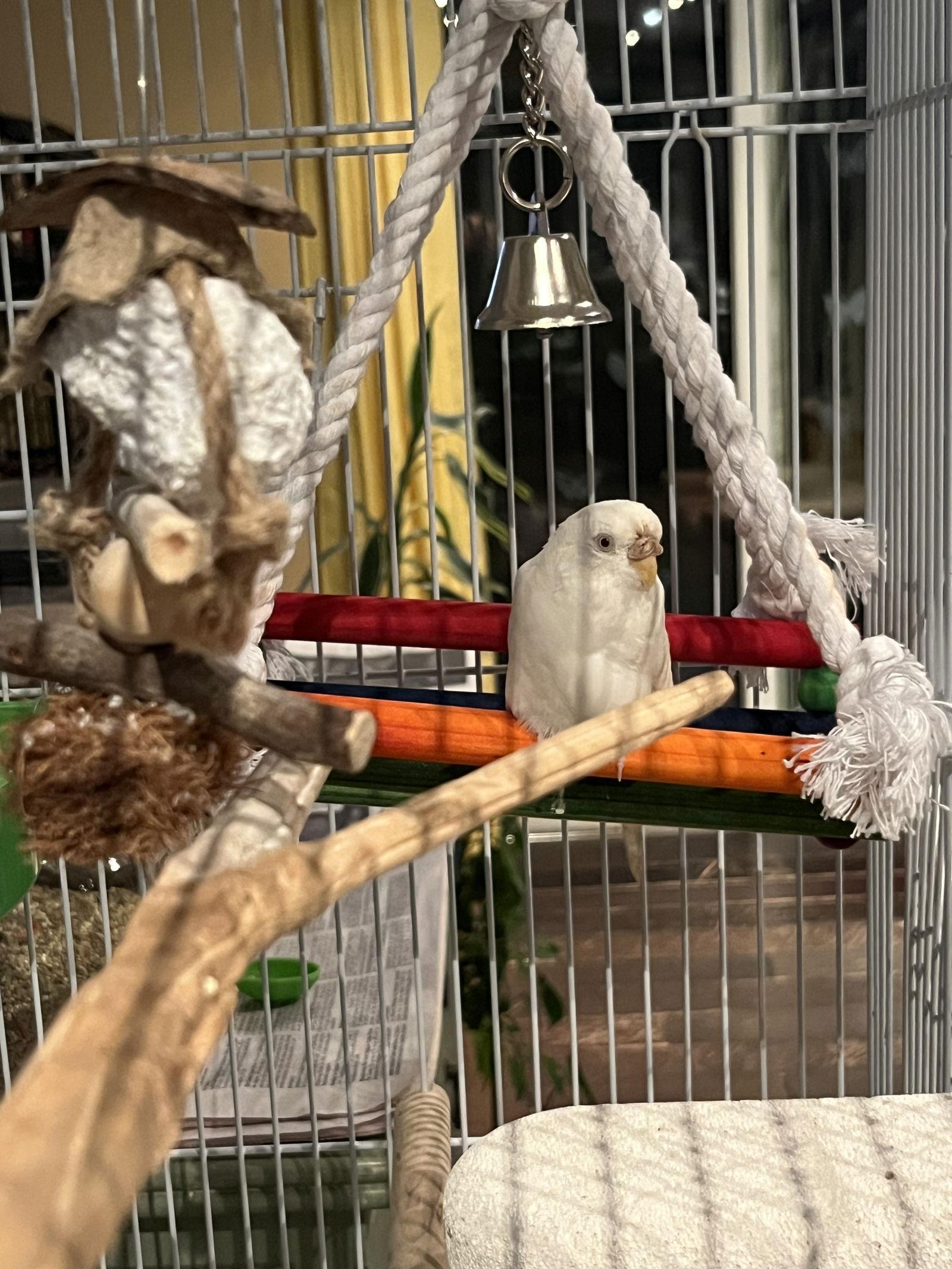 Winnie, Adoptable, Adult Female Budgie / Budgerigar.