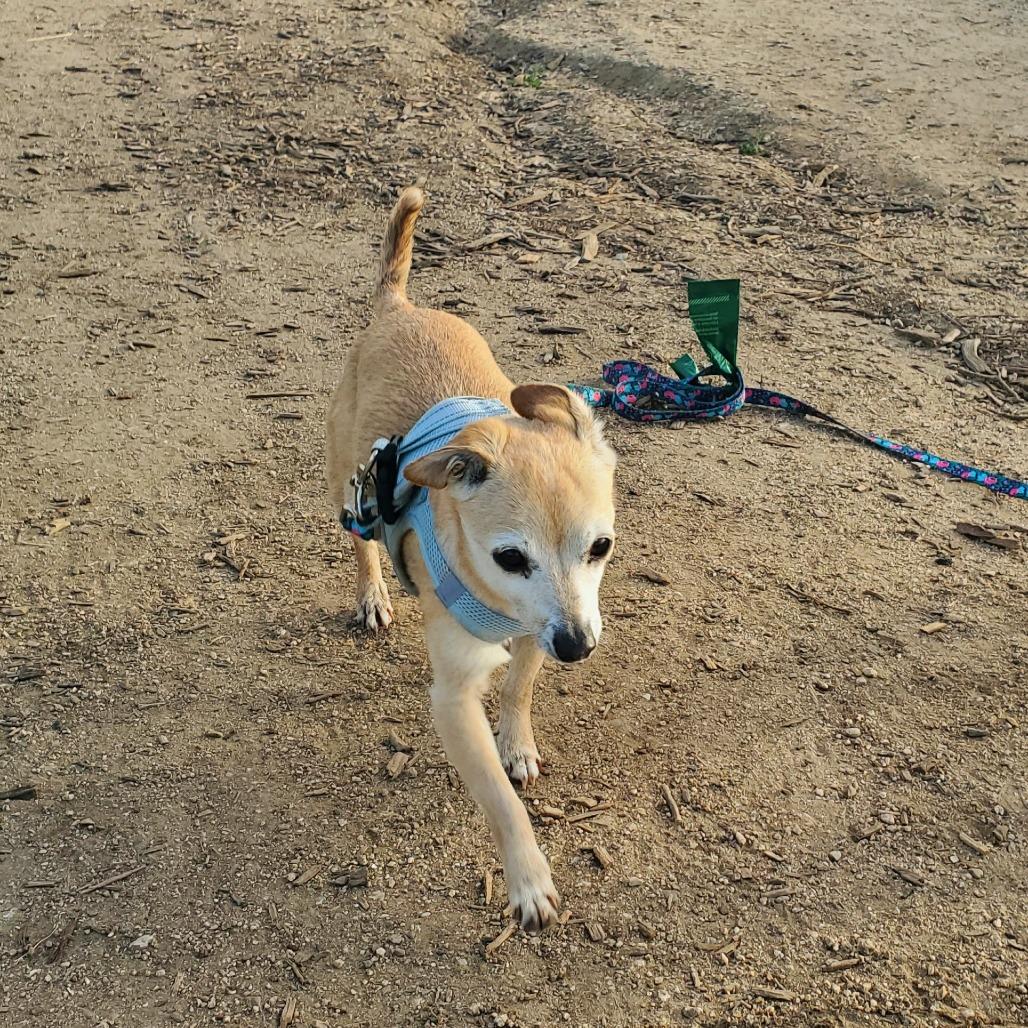 Boppity — thumbnail 3