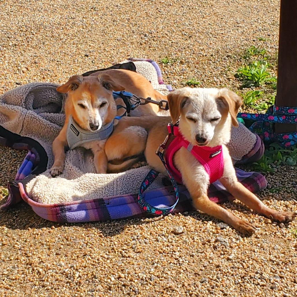 Boppity — thumbnail 4