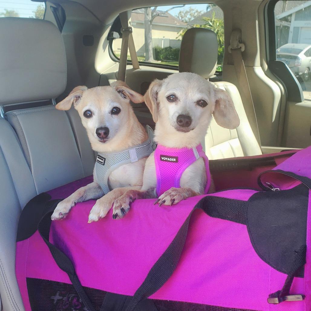 Boppity — thumbnail 5