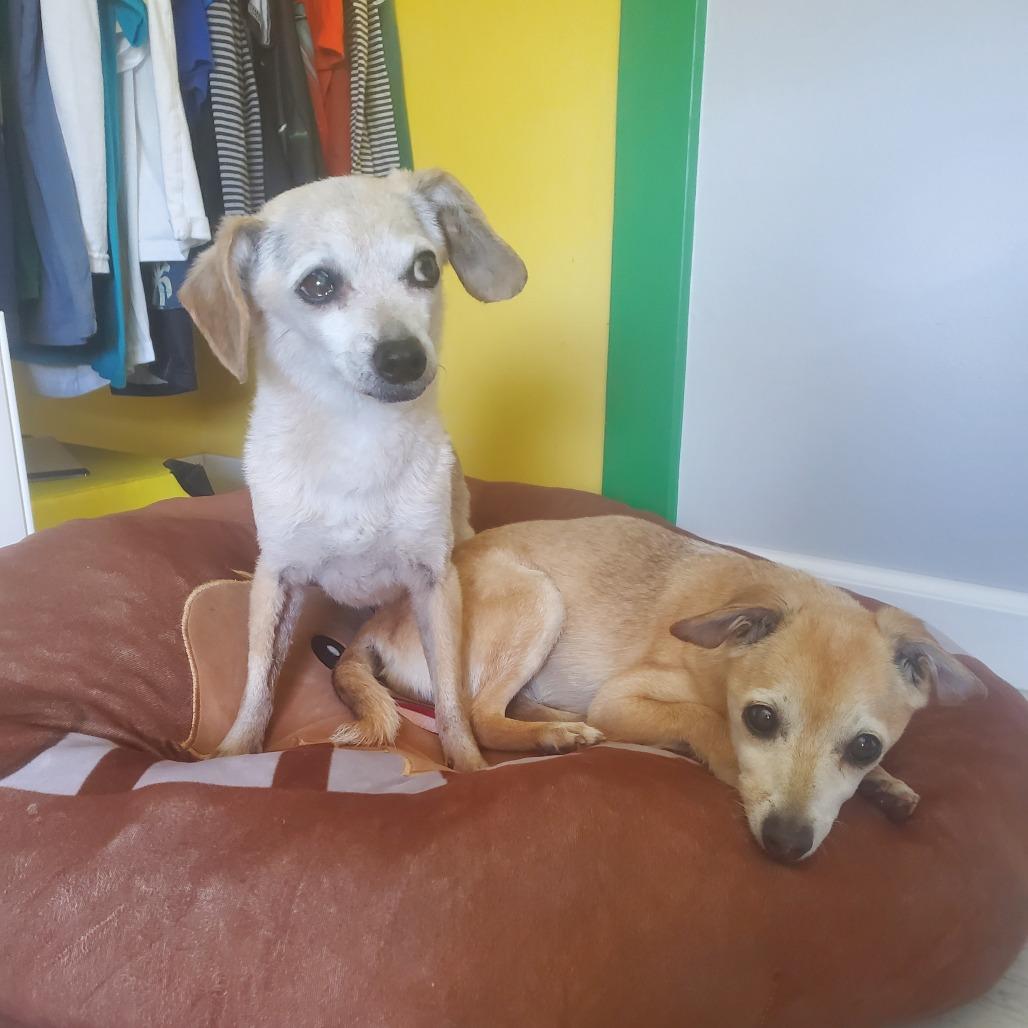 Boppity — thumbnail 6