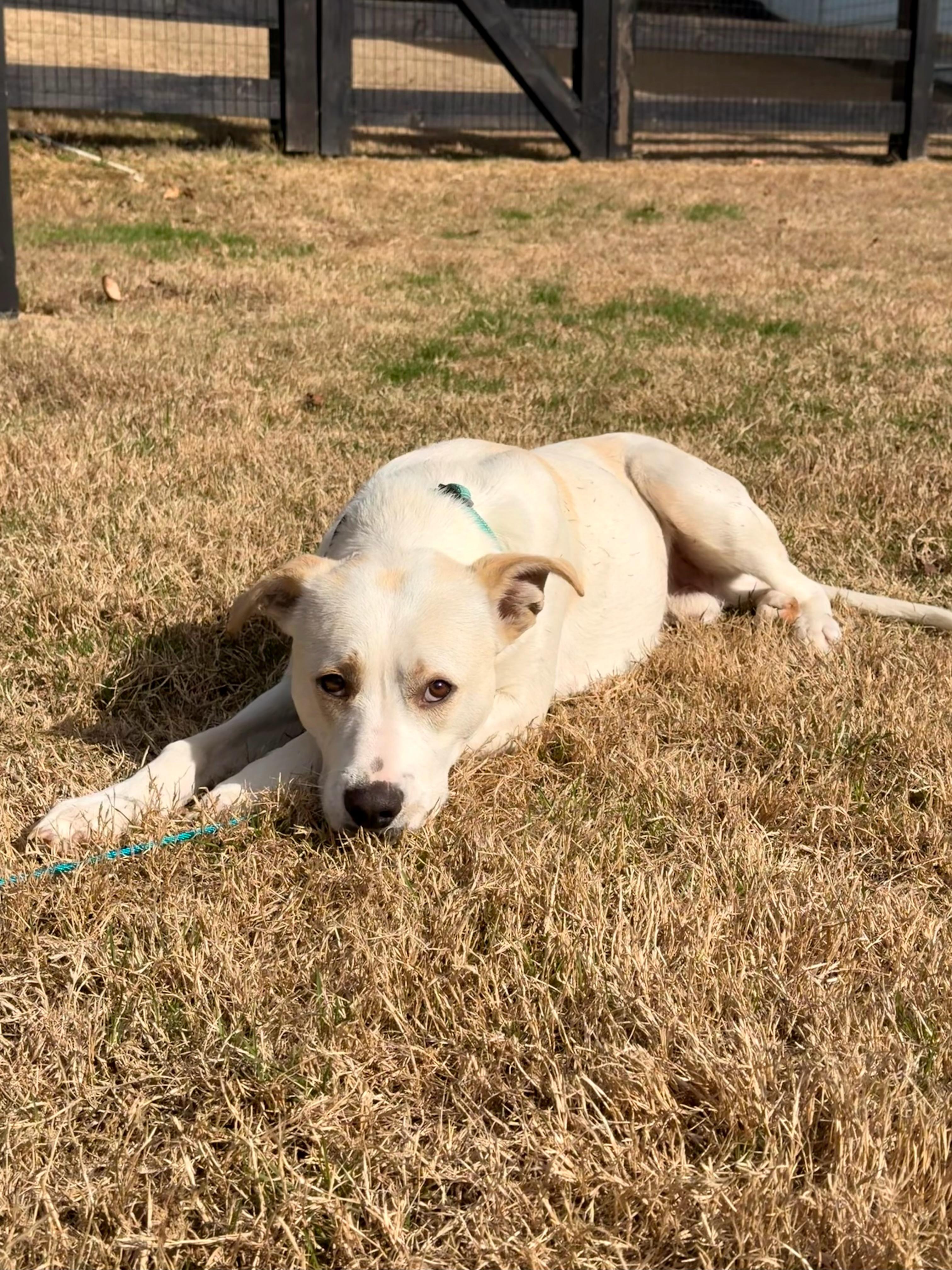 Enlarge Casper, an adopted mixed breed in Roswell, GA image 3/3