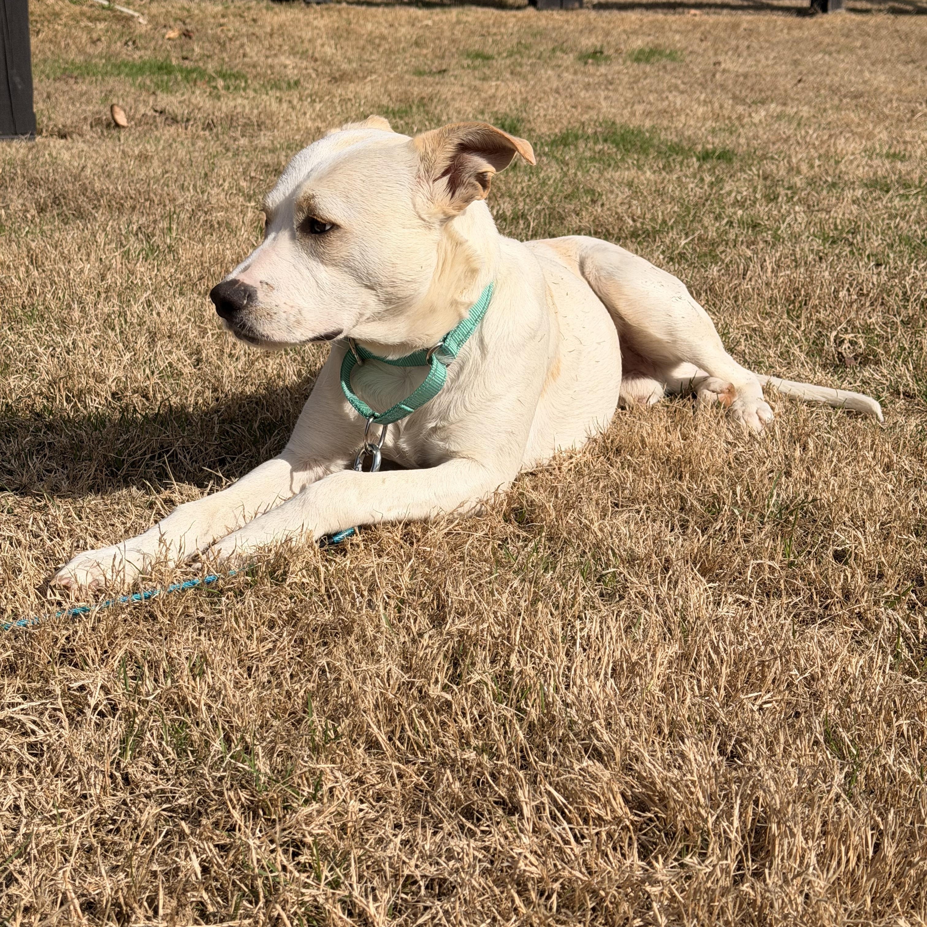 Enlarge Casper, an adopted mixed breed in Roswell, GA image 2/3
