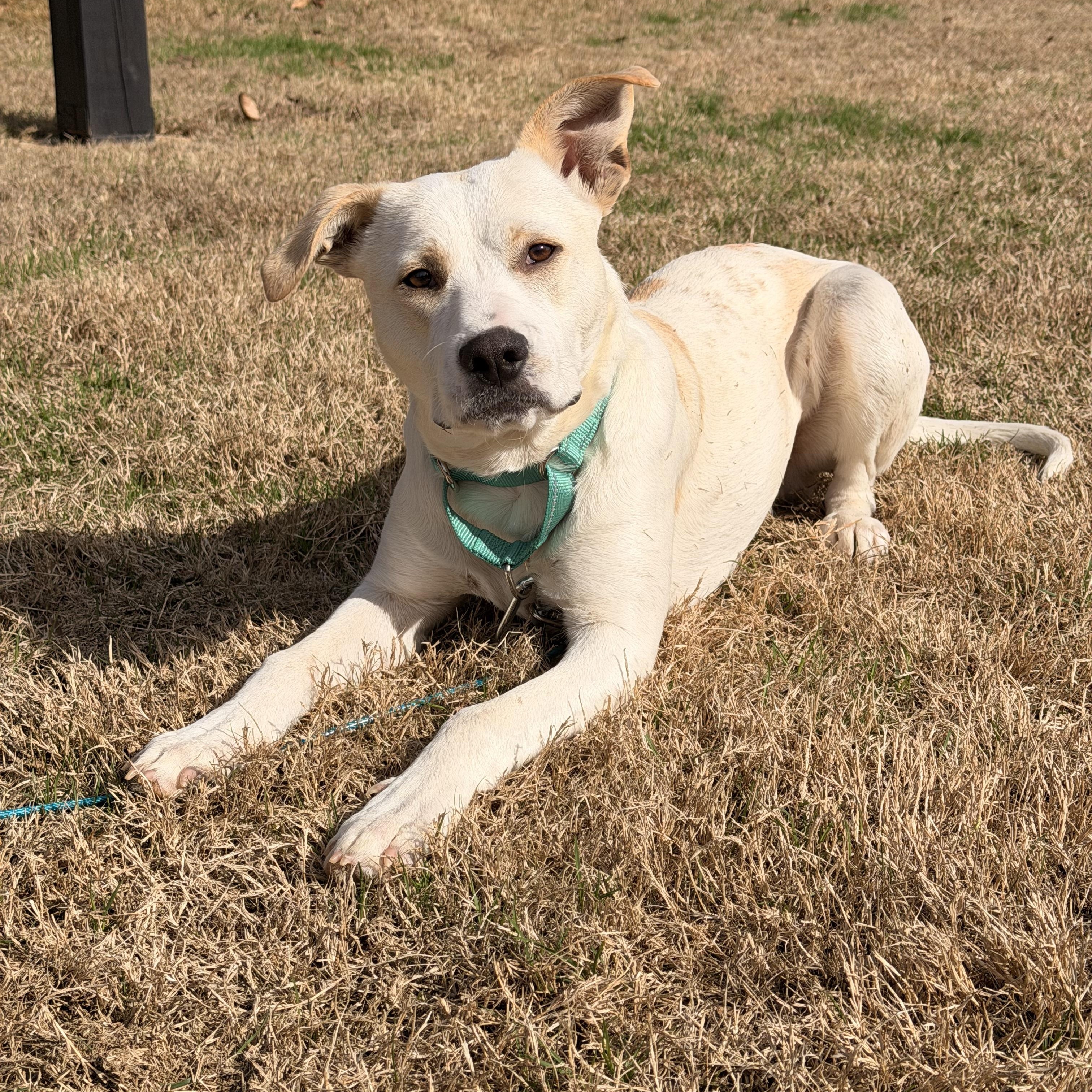 Enlarge Casper, an adopted mixed breed in Roswell, GA image 1/3