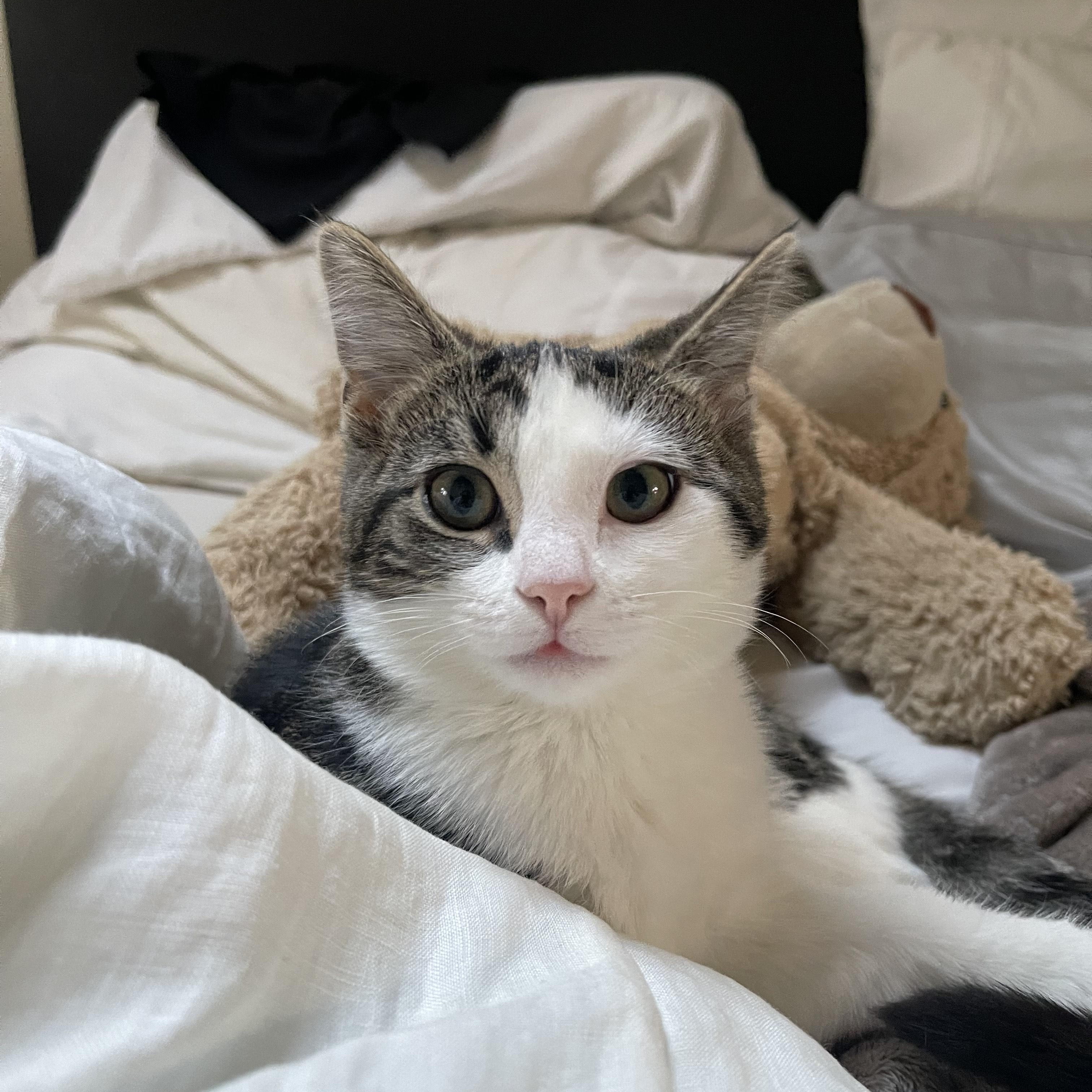 Florence, adopted, Kitten Female Domestic Short Hair.