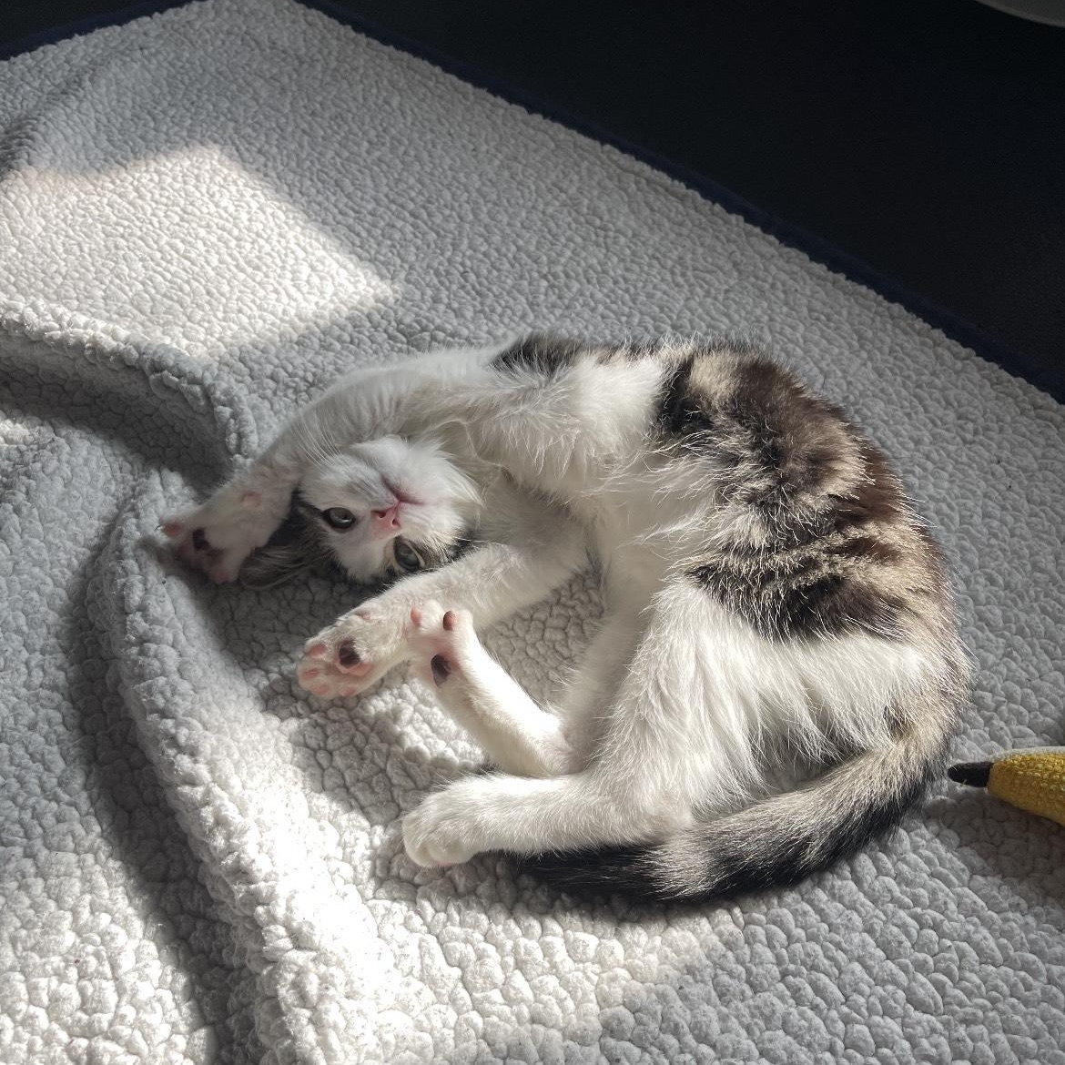 Florence thumbnail 3