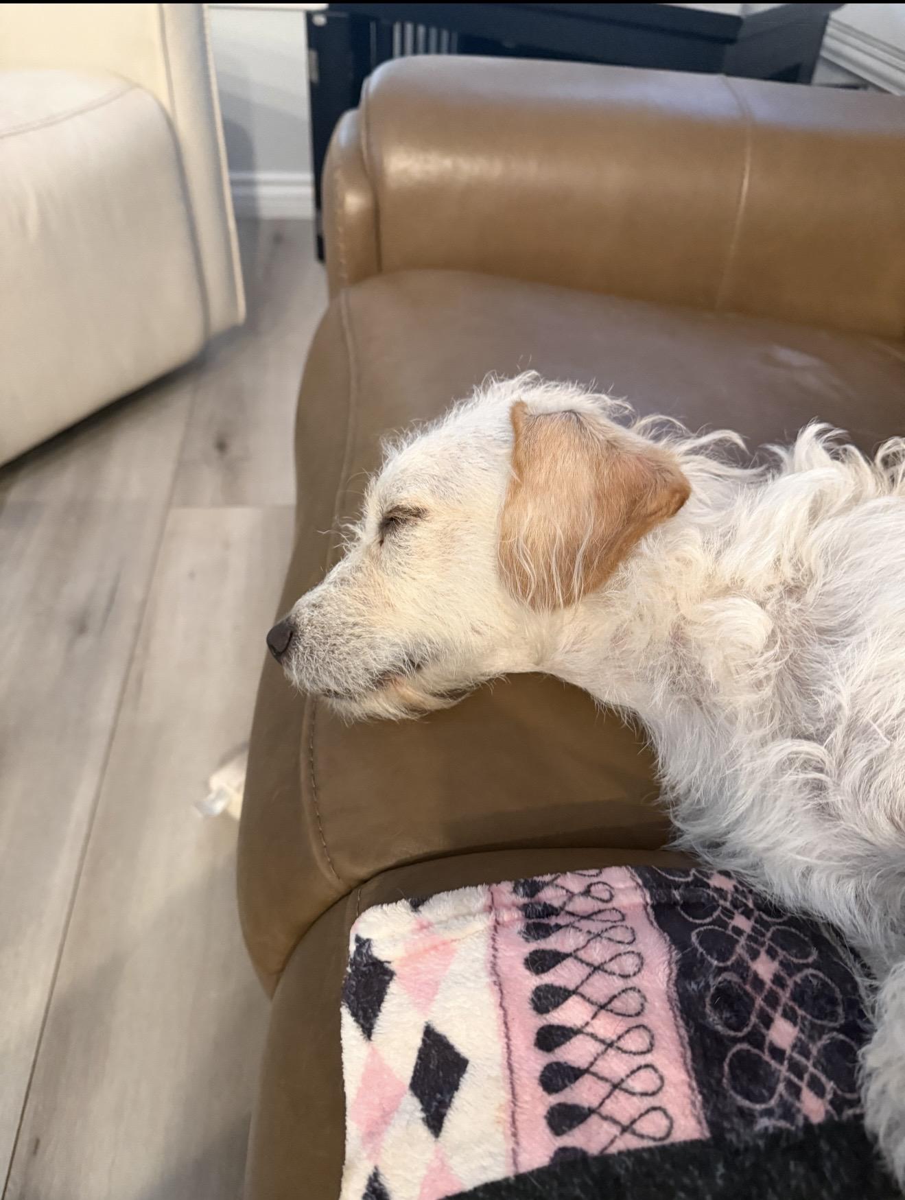 Enlarge Pauly - The Sweetie Pie, a Adoptable mixed breed in Rancho Cucamonga , CA image 2/2
