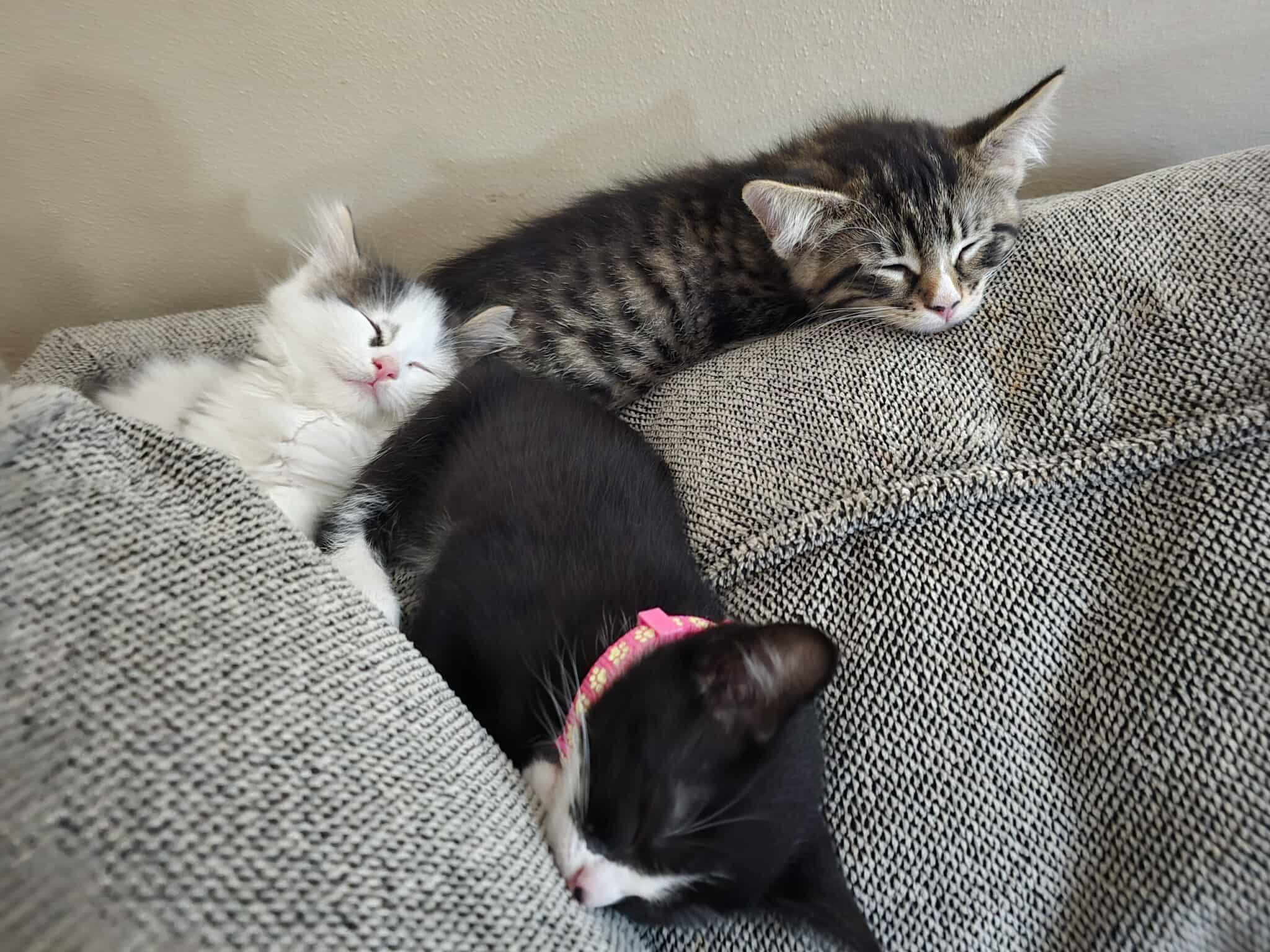Mocha - Affectionate snuggly playful kitten photo 2