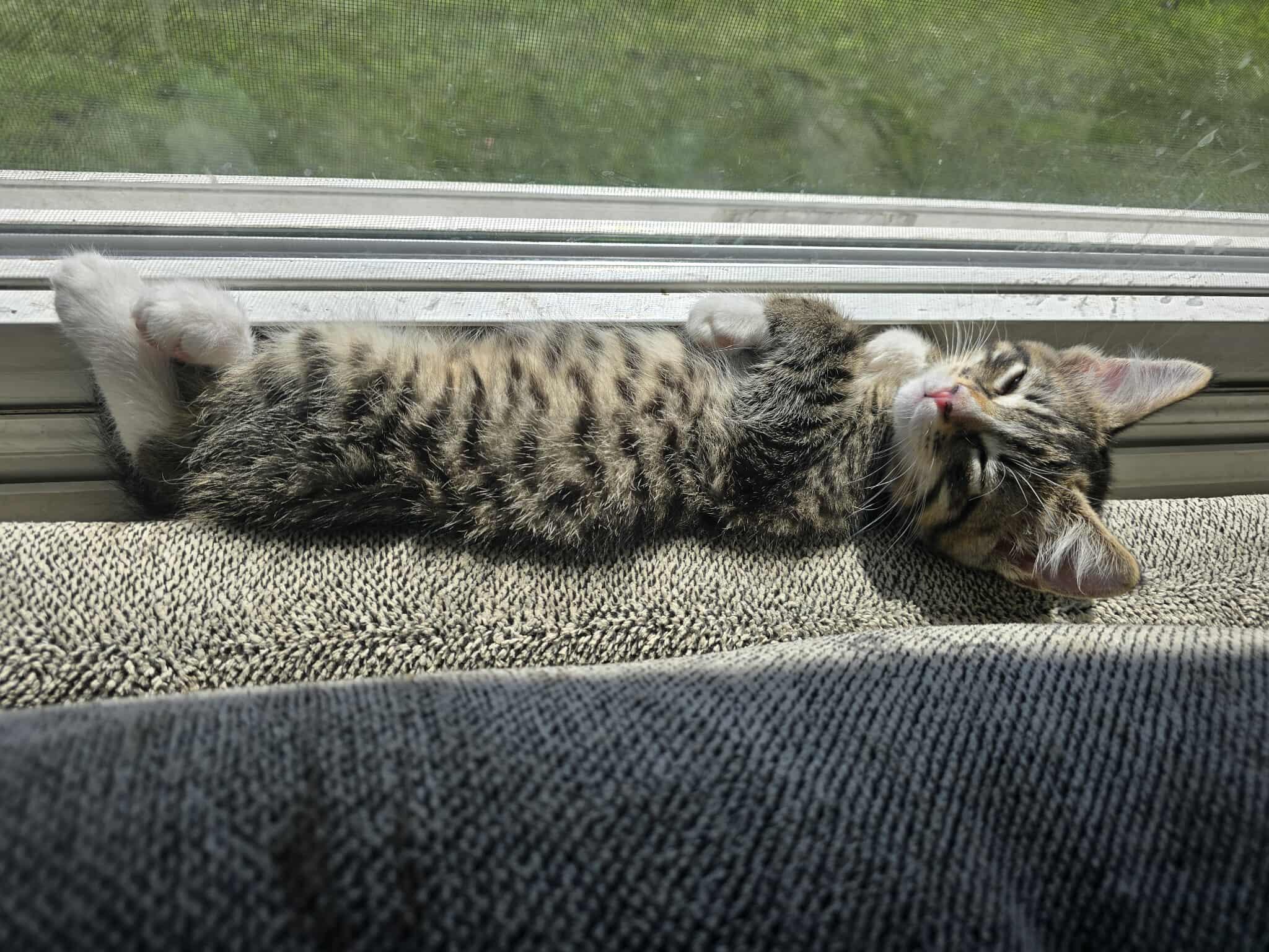 Mocha - Affectionate snuggly playful kitten photo 3