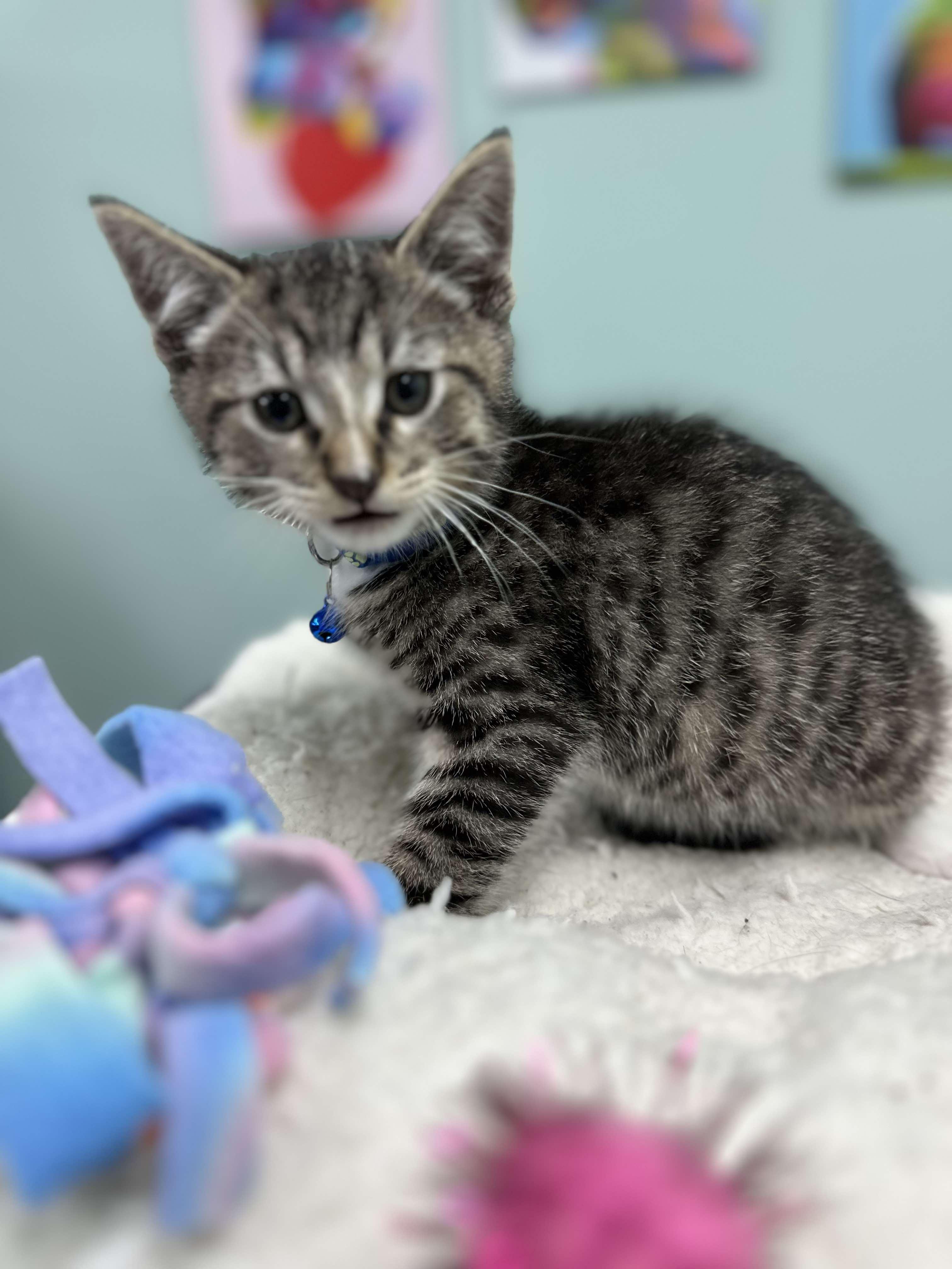 Mocha - Affectionate snuggly playful kitten photo 6