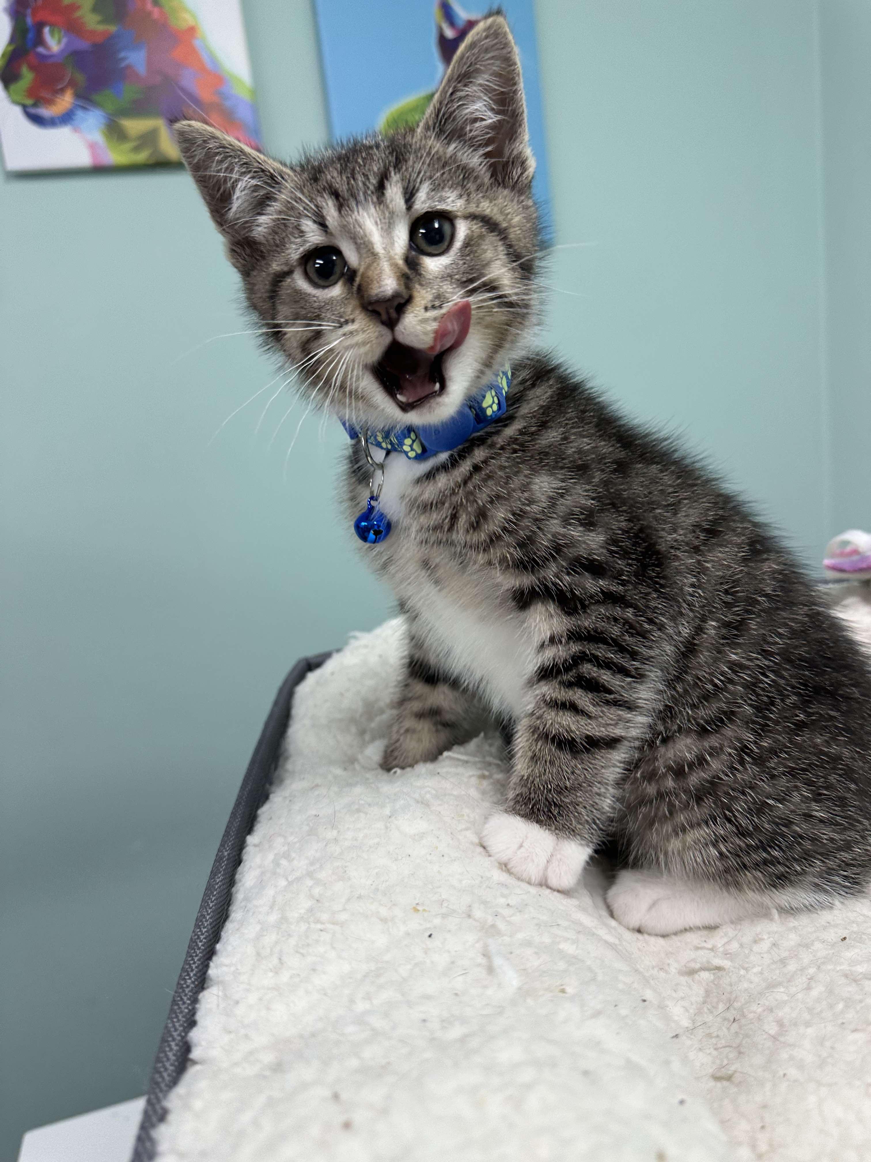 Mocha - Affectionate snuggly playful kitten photo 4