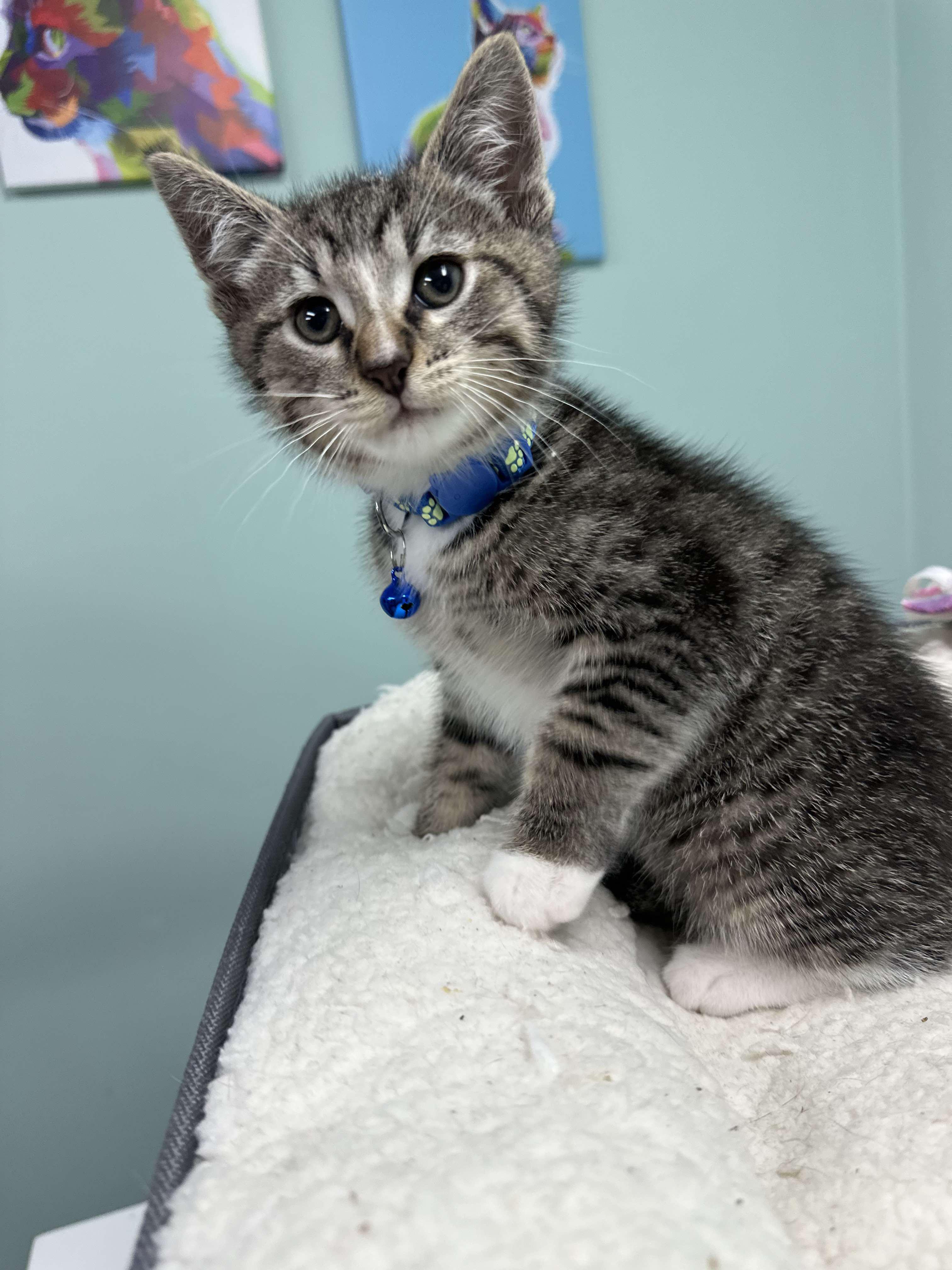 Mocha - Affectionate snuggly playful kitten, Baby Female Domestic Short Hair
