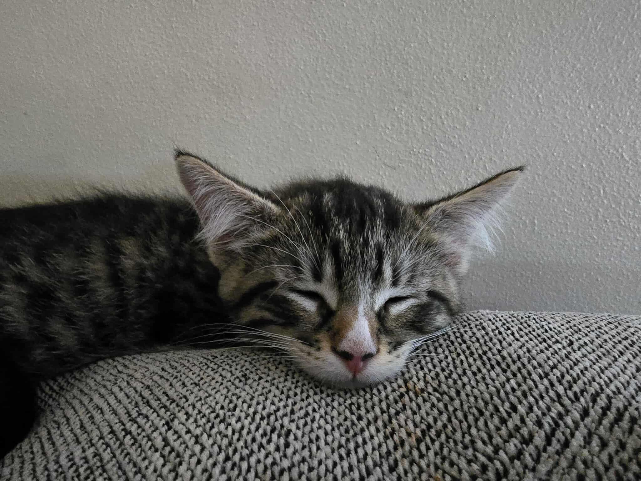 Mocha - Affectionate snuggly playful kitten photo 5