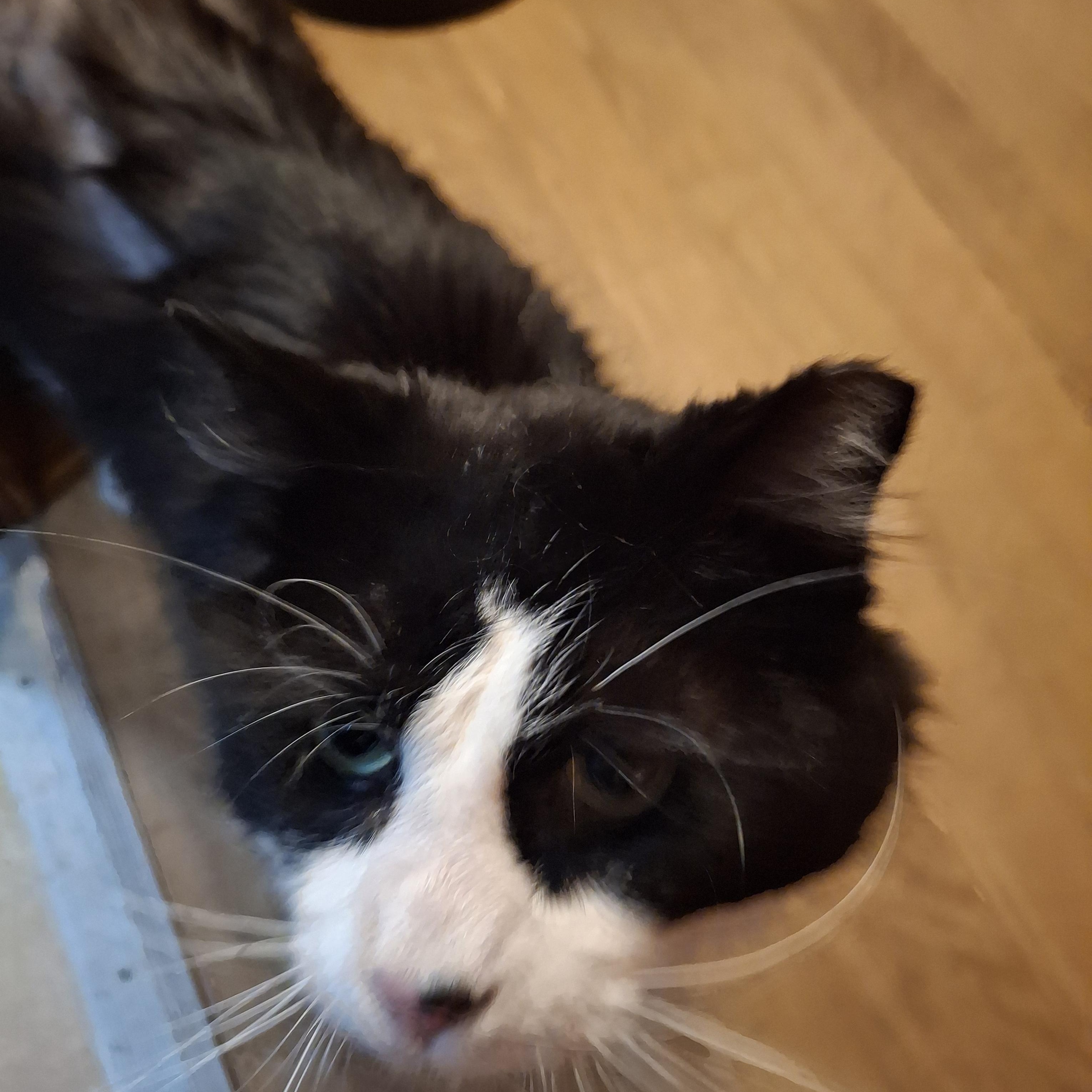 Whiskas, Adoptable, Adult Male Tuxedo.