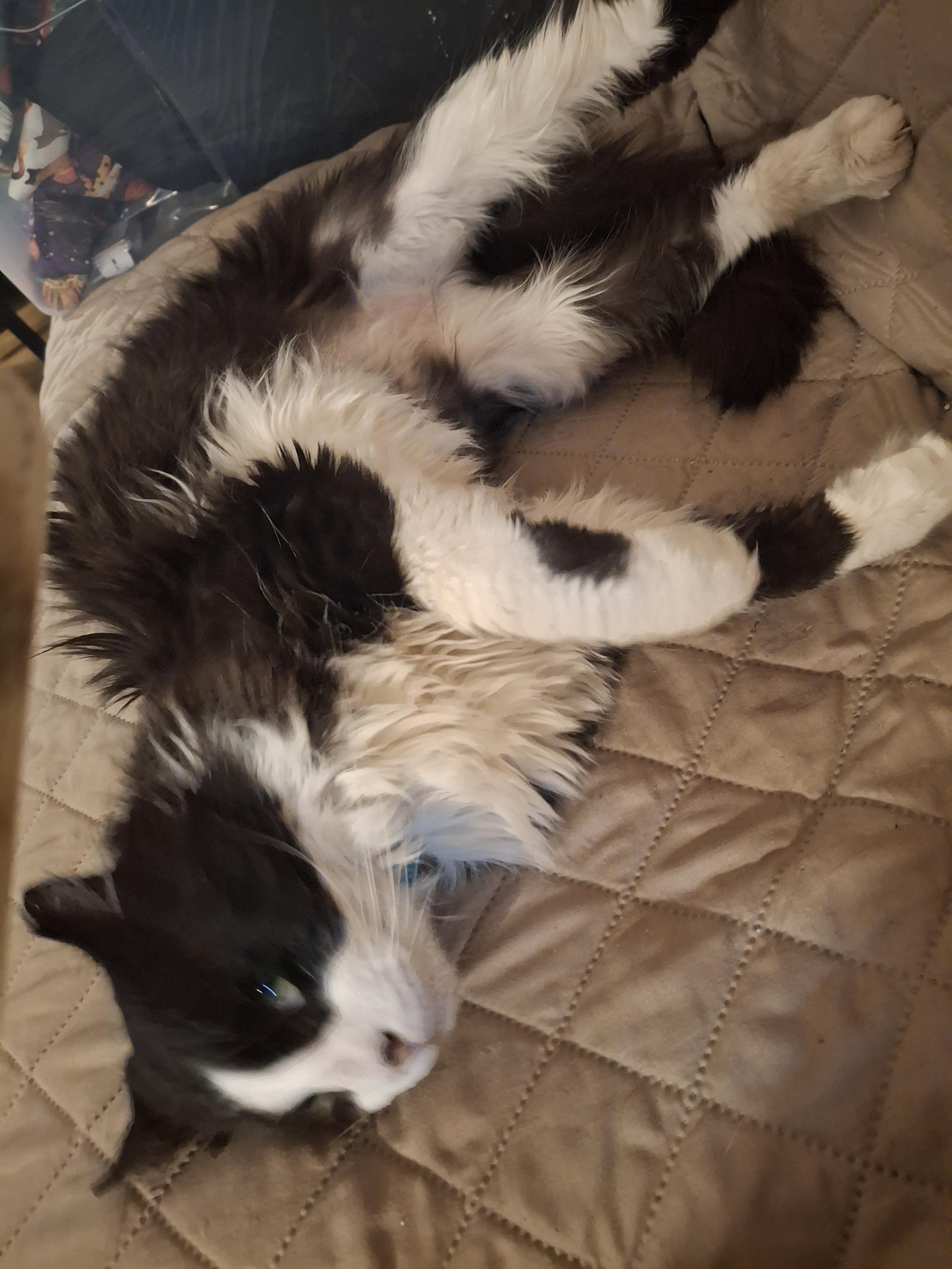 Whiskas, a Adoptable Tuxedo in Lawrenceville, GA image 2/3