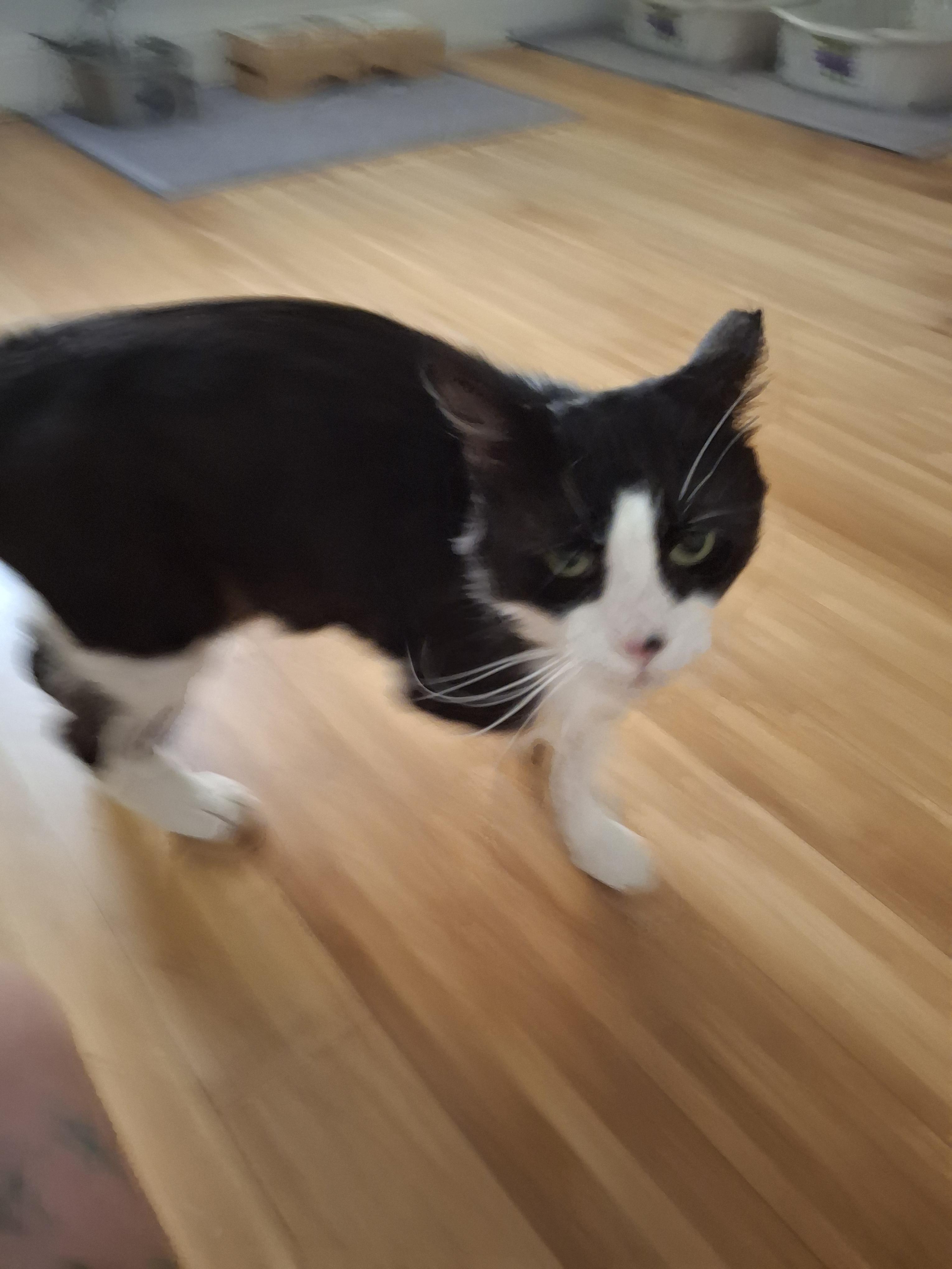 Whiskas, a Adoptable Tuxedo in Lawrenceville, GA image 3/3