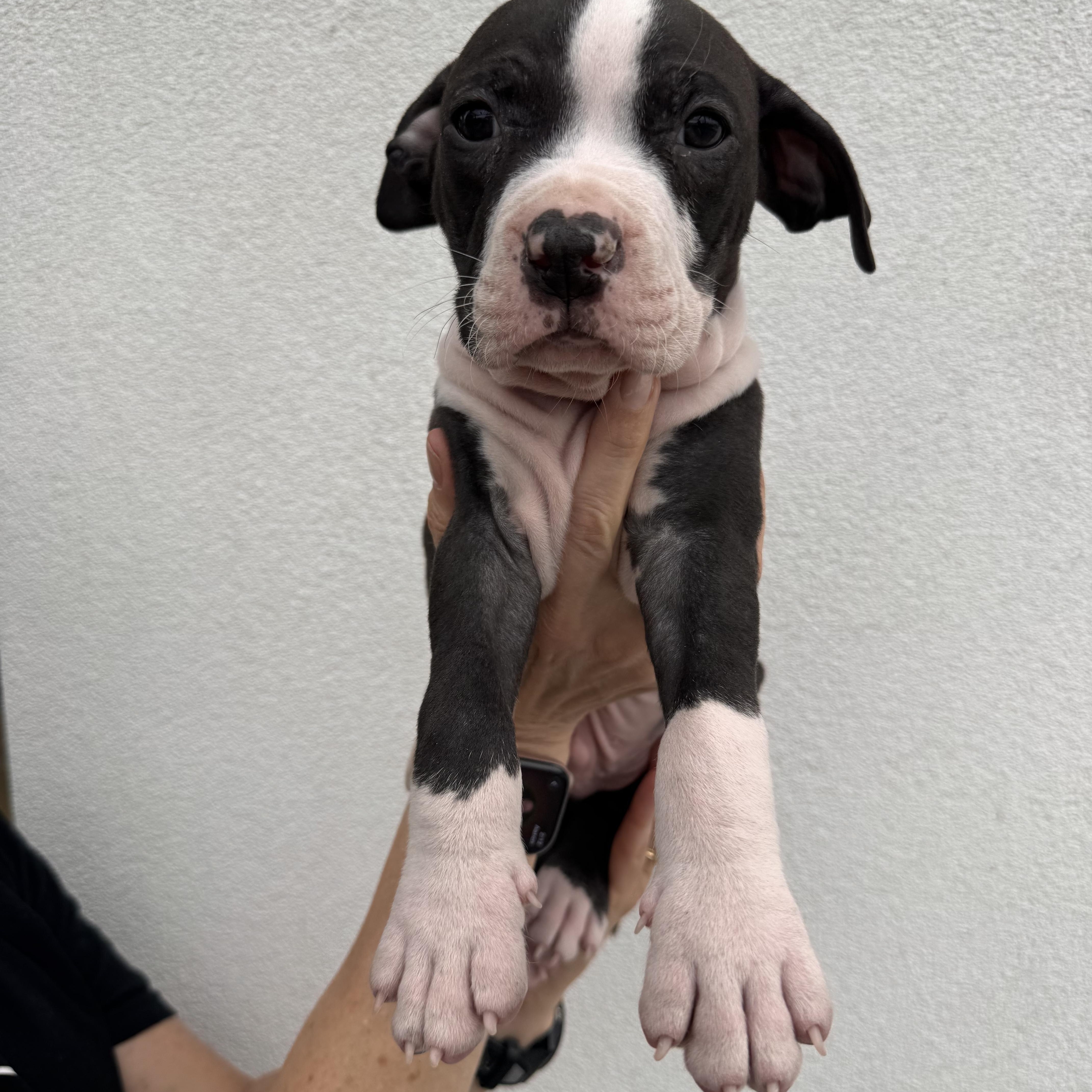 Enlarge Peter, a Adoptable mixed breed in Henderson, NV image 1/2