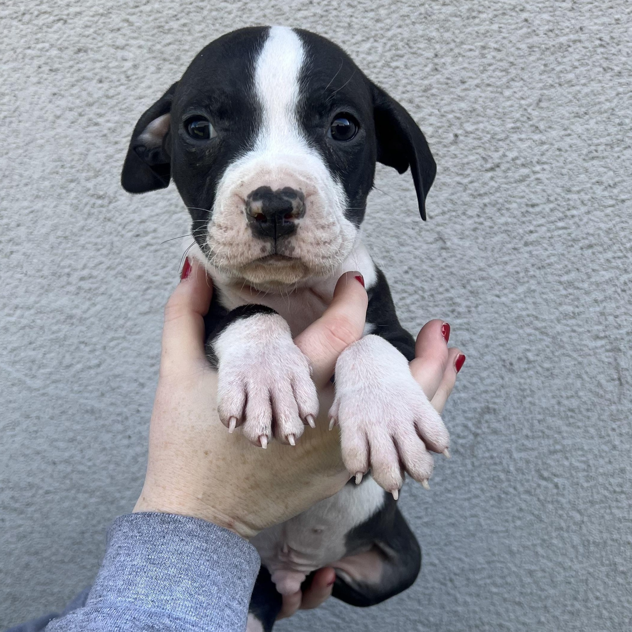 Enlarge Peter, a Adoptable mixed breed in Henderson, NV image 2/2
