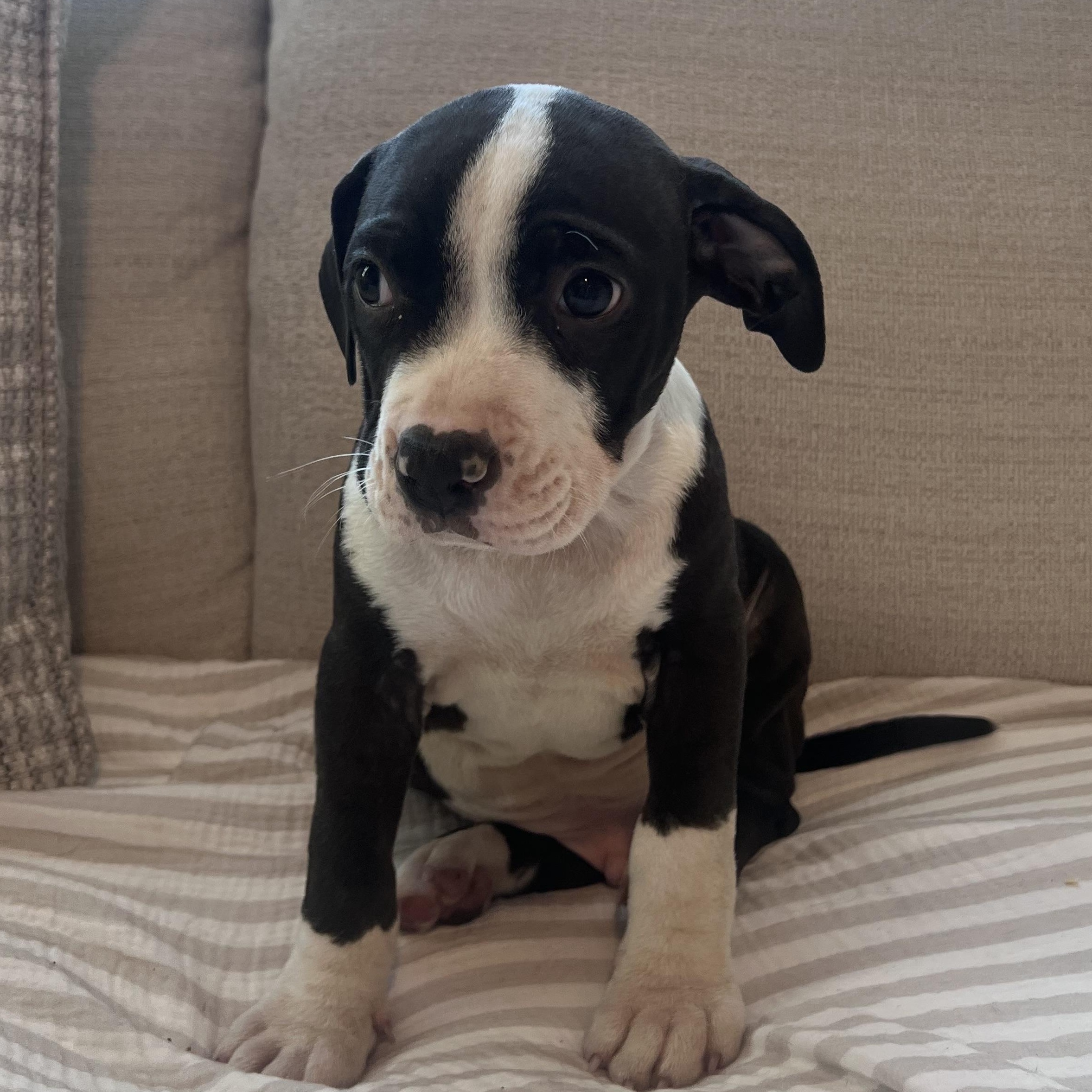 Peter, Adoptable, Puppy Male Mixed Breed.
