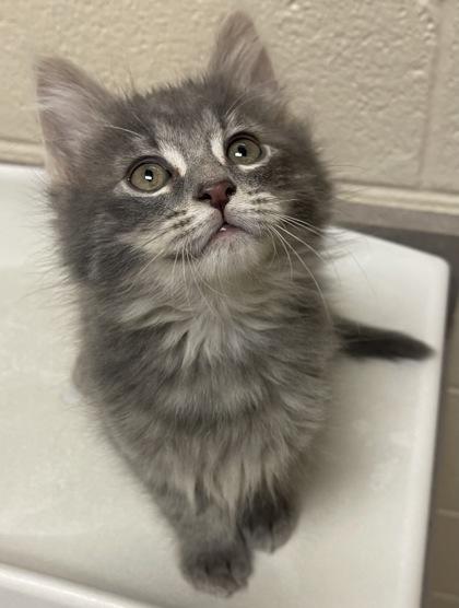 Ike, a Adoptable mixed breed in Roseville, MI image 1/3