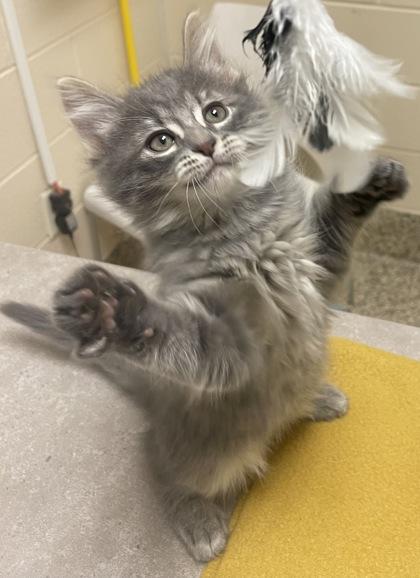 Ike, a Adoptable mixed breed in Roseville, MI image 2/3