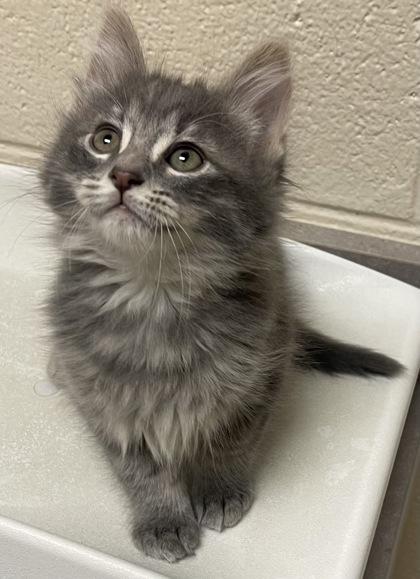 Ike, a Adoptable mixed breed in Roseville, MI image 3/3