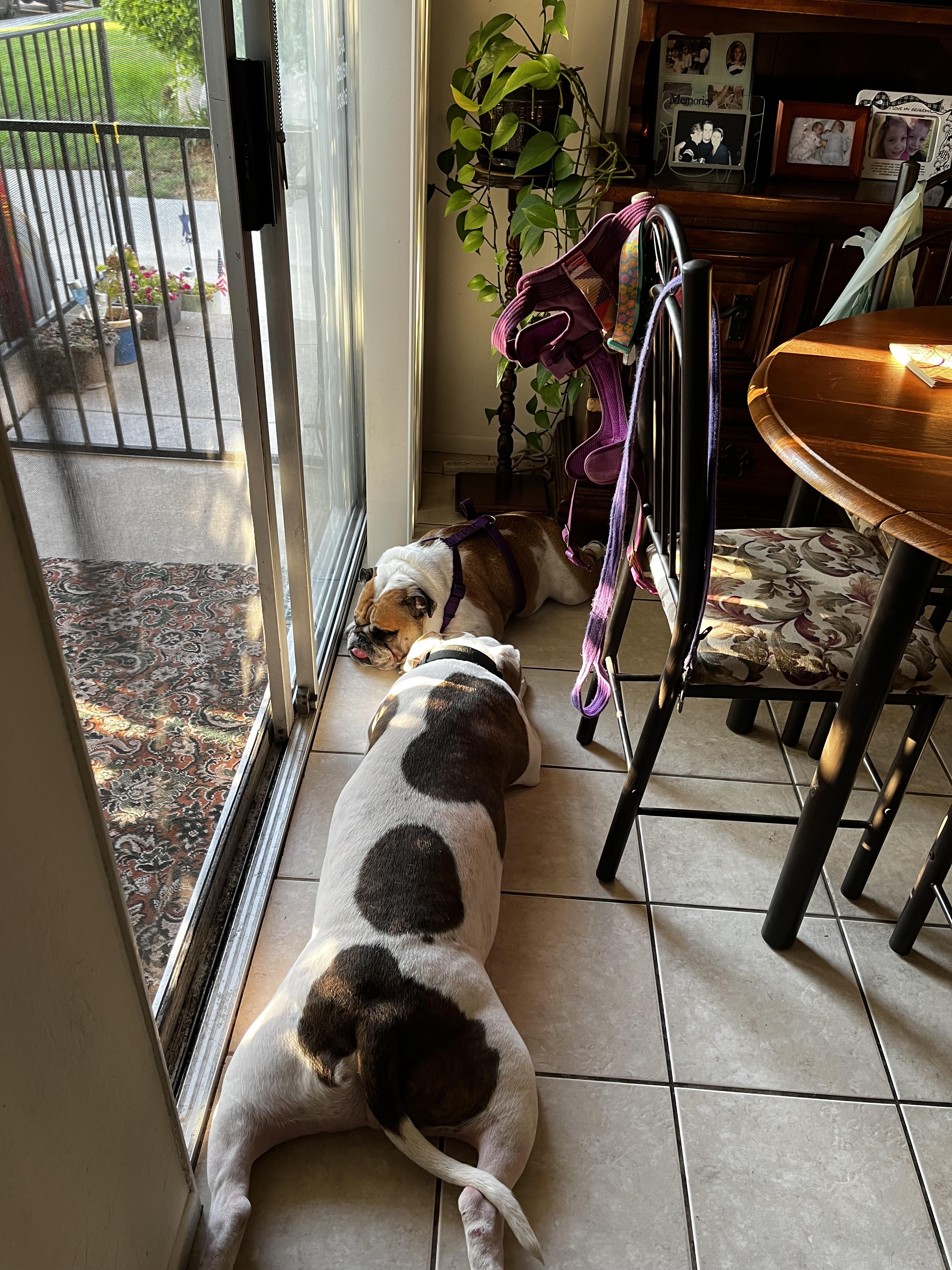 Enlarge Petey , an adoptable American Staffordshire Terrier in Petaluma , CA image 4/6