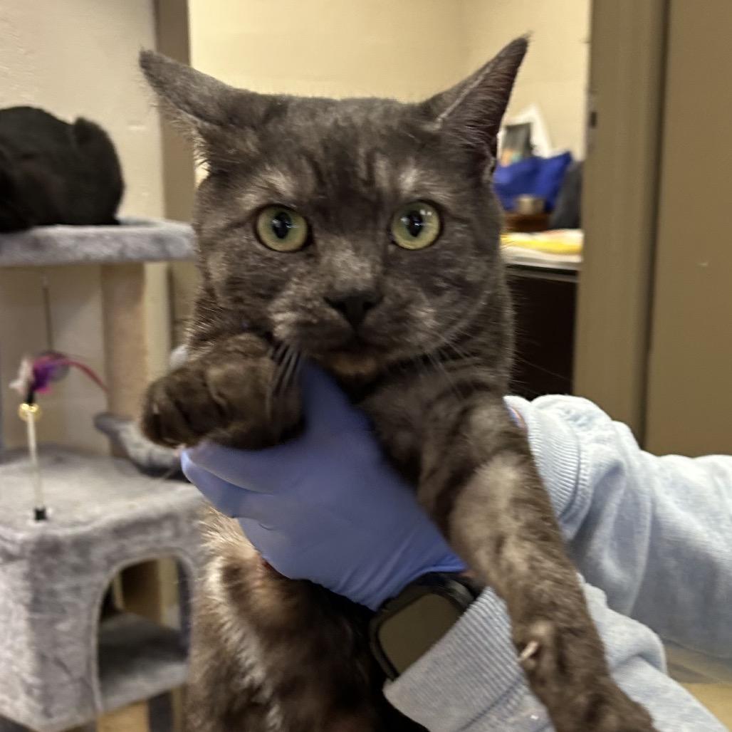 Enlarge Rumi, a Adoptable Domestic Short Hair in Bessemer, AL image 1/6