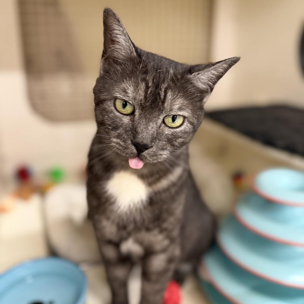 Enlarge Rumi, a Adoptable Domestic Short Hair in Bessemer, AL image 2/6