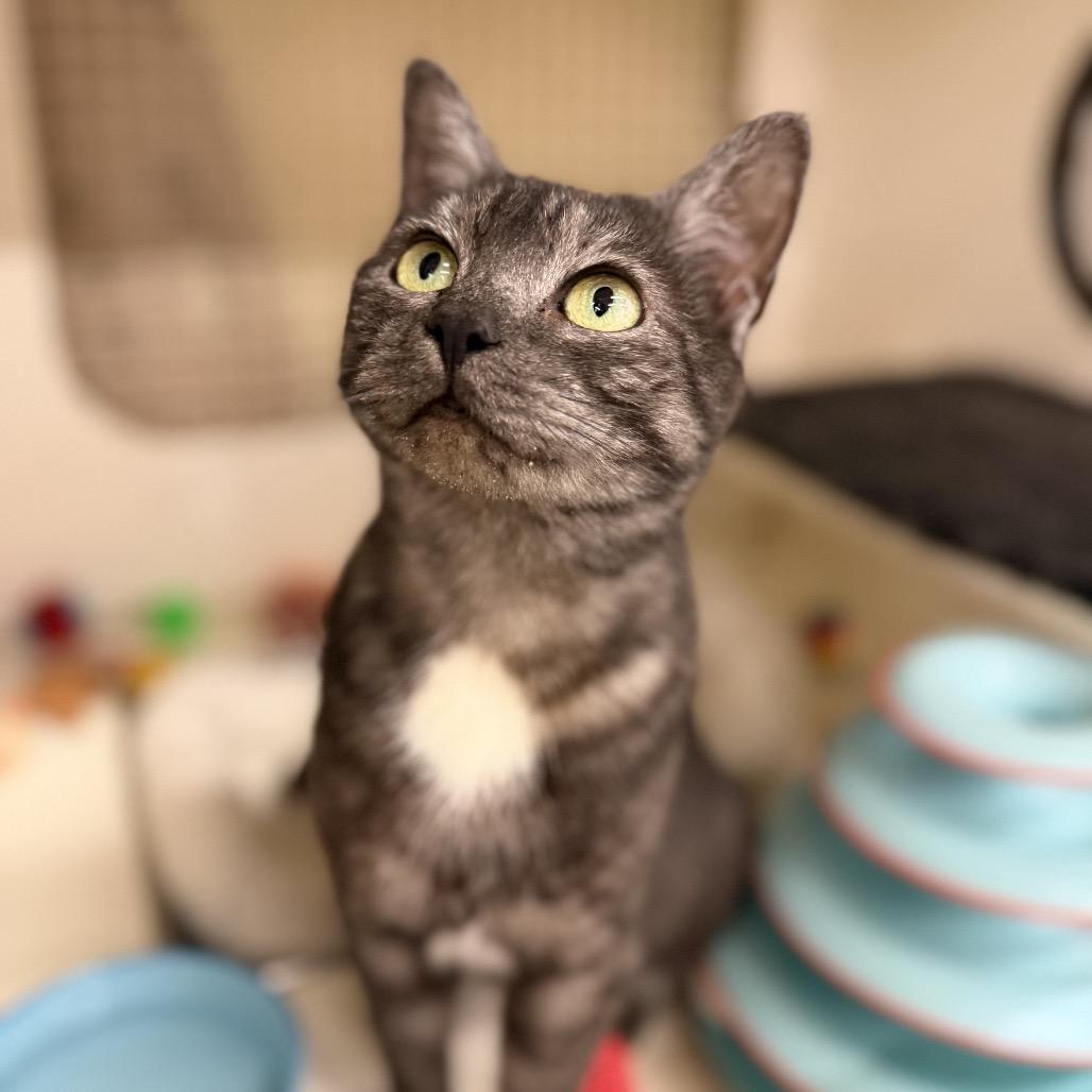 Enlarge Rumi, a Adoptable Domestic Short Hair in Bessemer, AL image 3/6