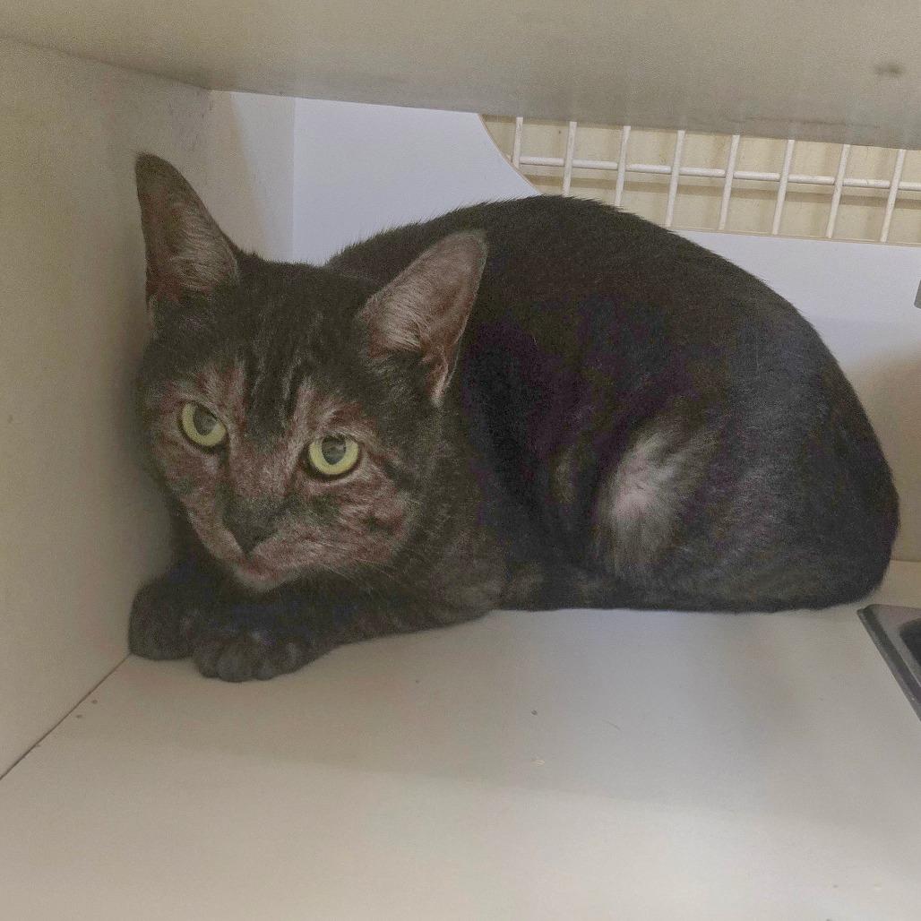 Enlarge Rumi, a Adoptable Domestic Short Hair in Bessemer, AL image 4/6