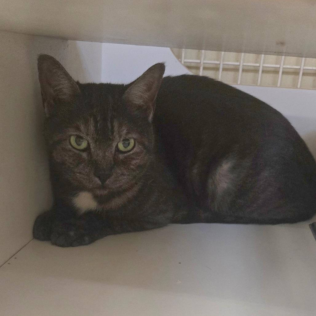 Enlarge Rumi, a Adoptable Domestic Short Hair in Bessemer, AL image 5/6