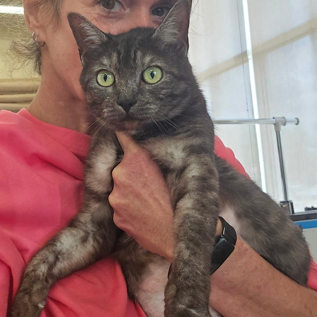 Enlarge Rumi, a Adoptable Domestic Short Hair in Bessemer, AL image 6/6