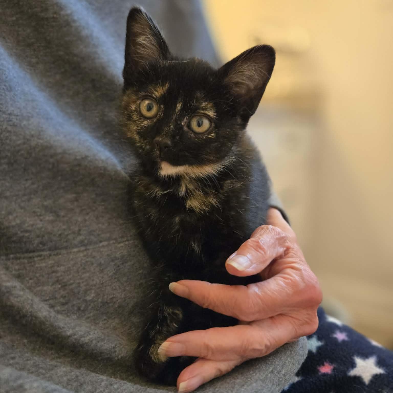Farro, a Adoptable mixed breed in Chicago, IL image 6/6