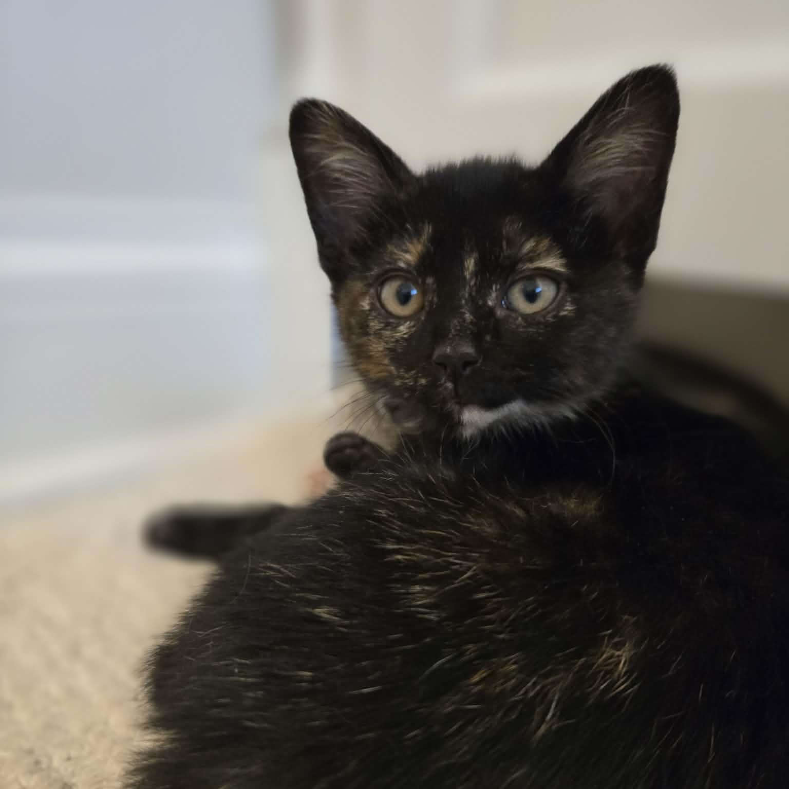 Farro, a Adoptable mixed breed in Chicago, IL image 4/6