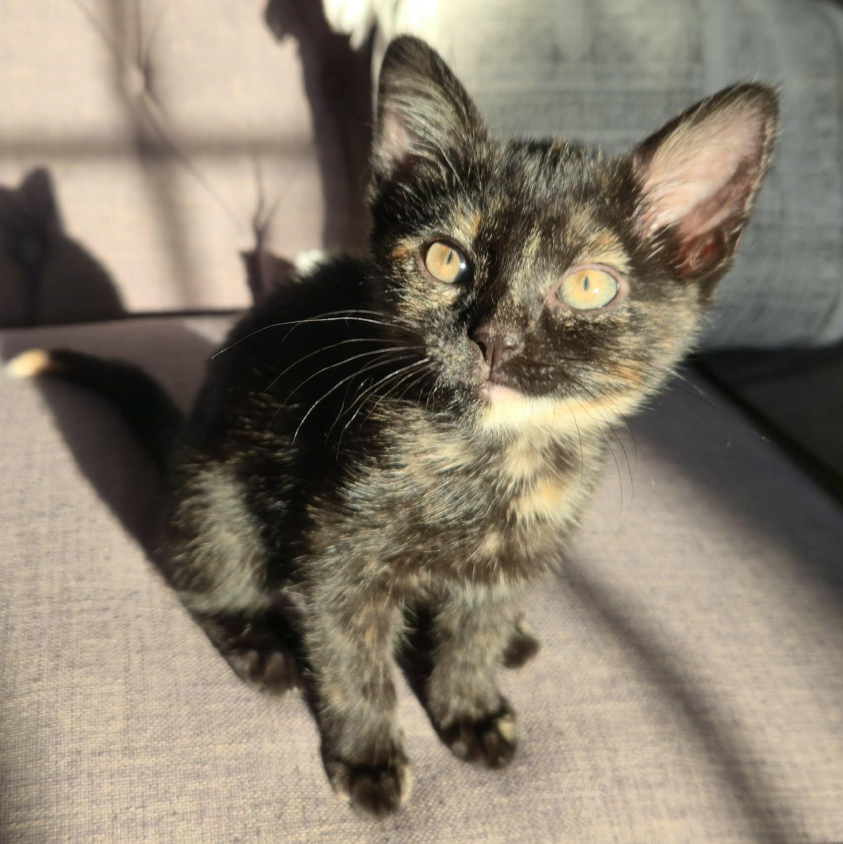 Farro, a Adoptable mixed breed in Chicago, IL image 1/6