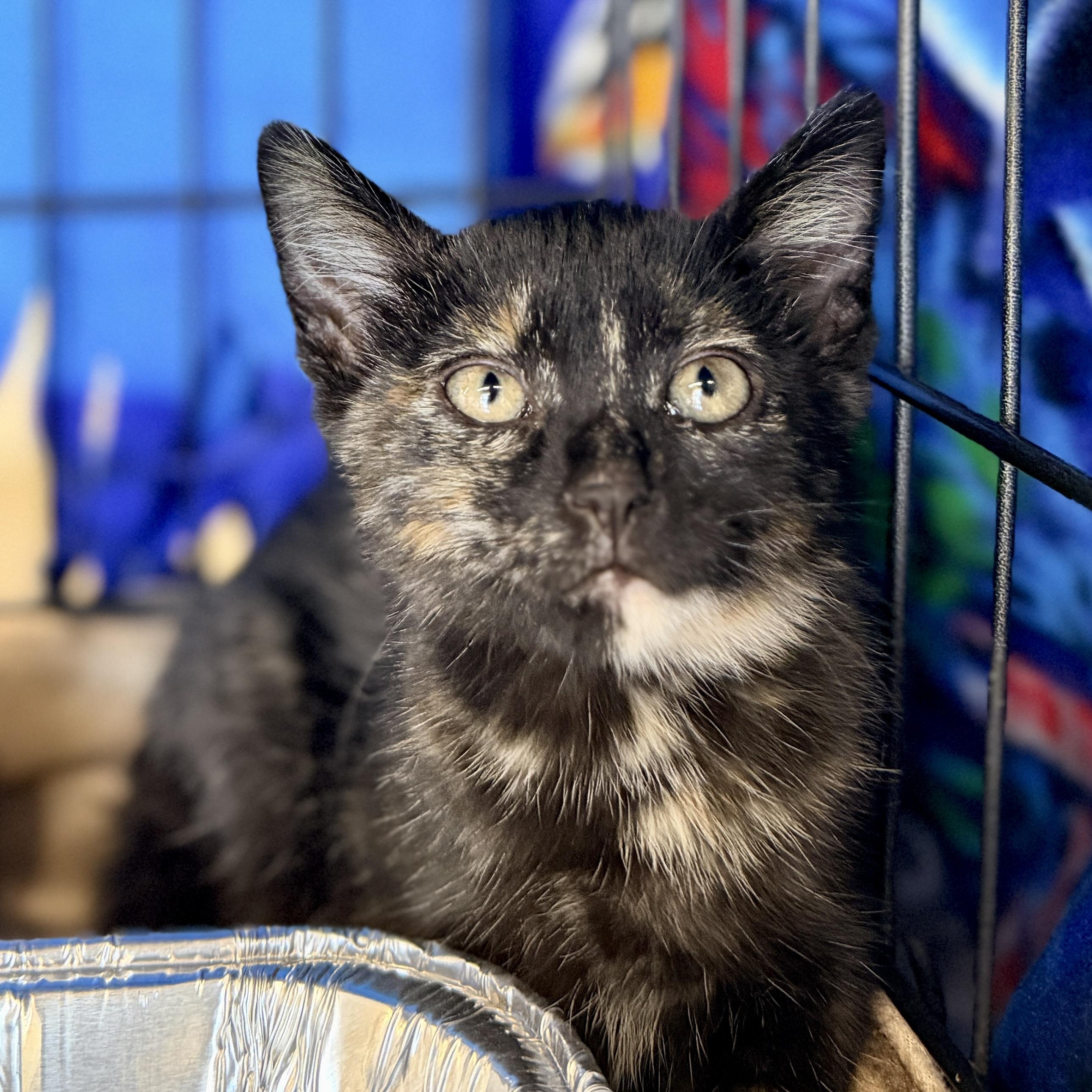 Farro, a Adoptable mixed breed in Chicago, IL image 5/6