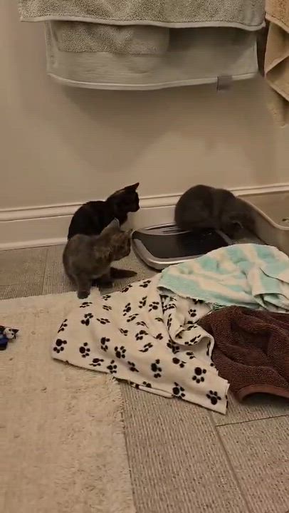 Enlarge Farro, a Adoptable mixed breed in Chicago, IL video 2/6