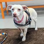 Enlarge Penelope, a ADOPTABLE Chihuahua in Hilliard, OH image 3/4